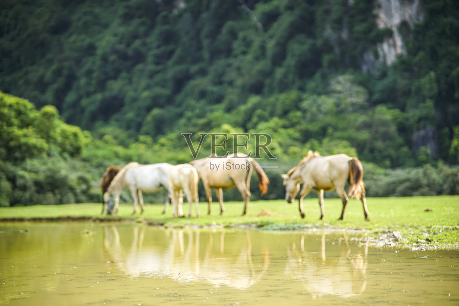 马在越南北部谅山省的东林草地上照片摄影图片