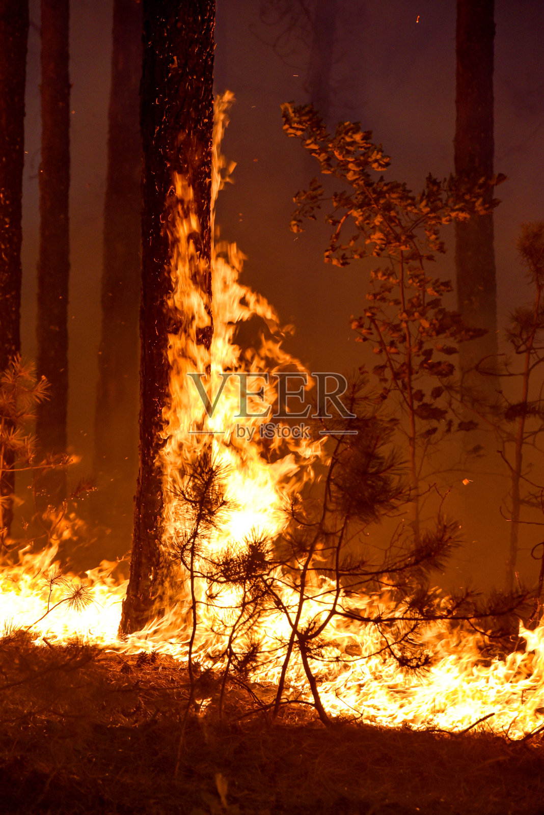 环境灾难——野火摧毁了森林和数百万棵树照片摄影图片
