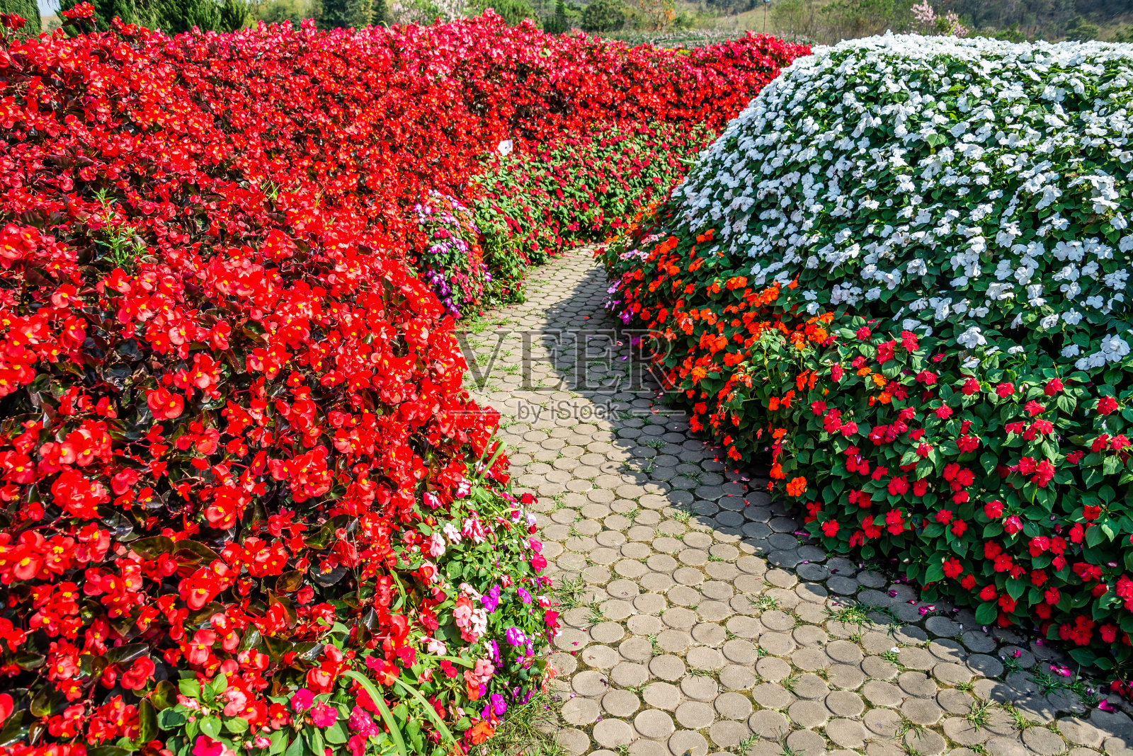 一条砖石小路在五彩缤纷的花园里盛开着各种各样的鲜花照片摄影图片