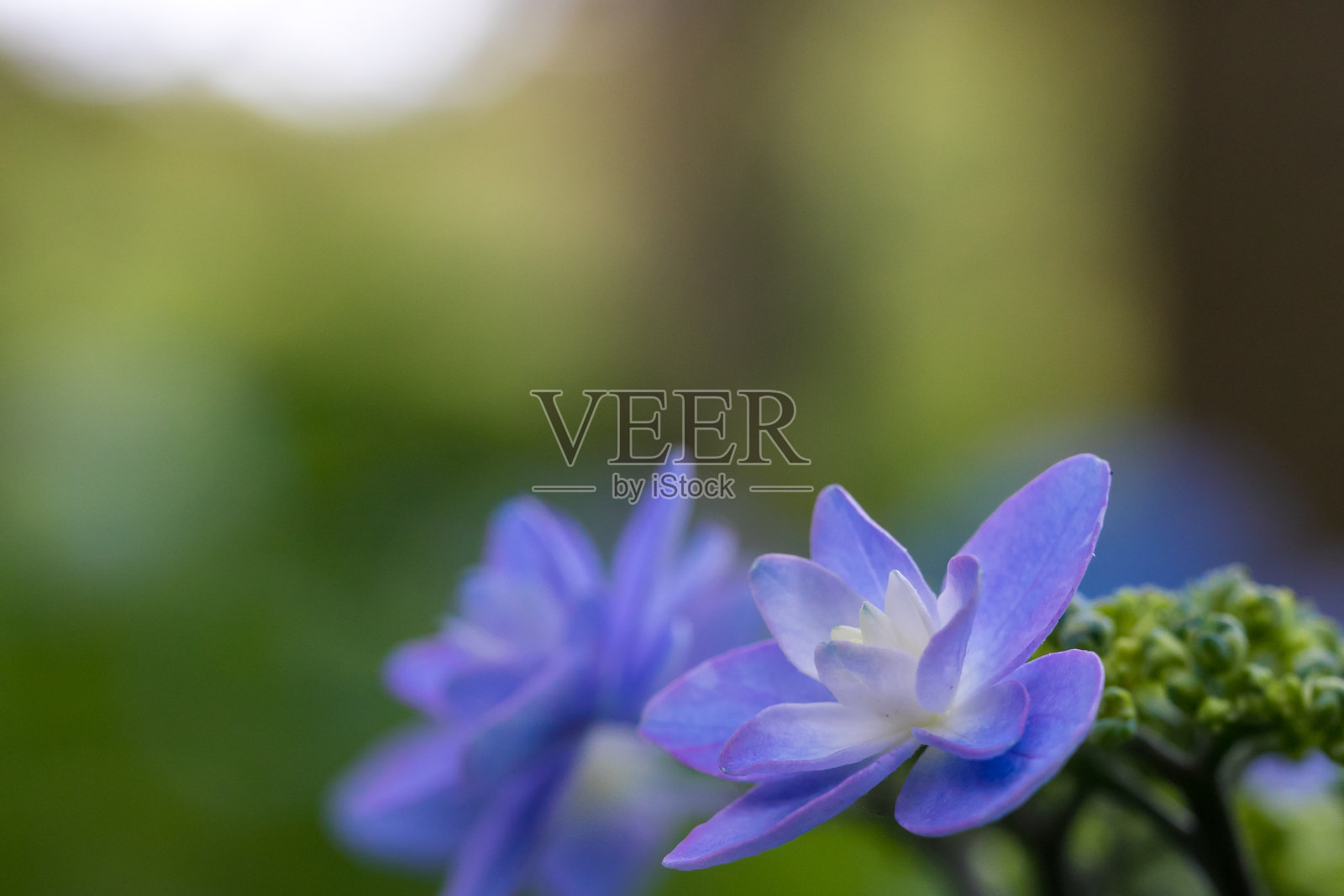 绣球花在初夏,Tako镇,千叶县,日本照片摄影图片