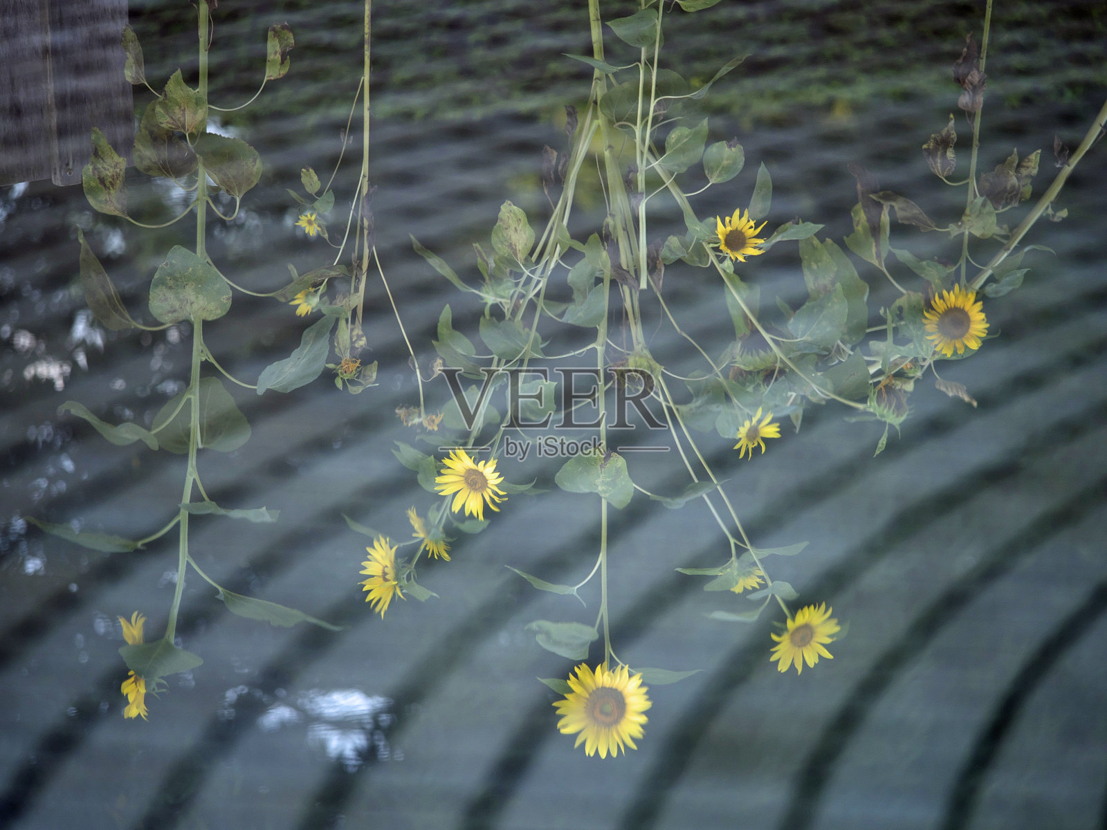 日本东京——2021年8月11日:水面上的向日葵镜像照片摄影图片