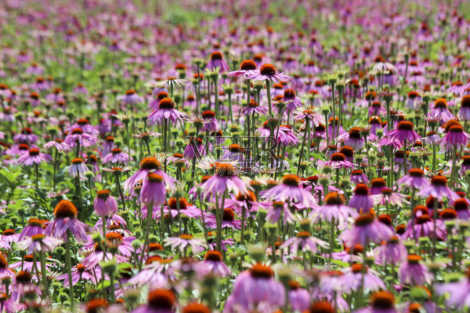 t Harde医学花园紫锥菊或东紫色松果花田照片摄影图片