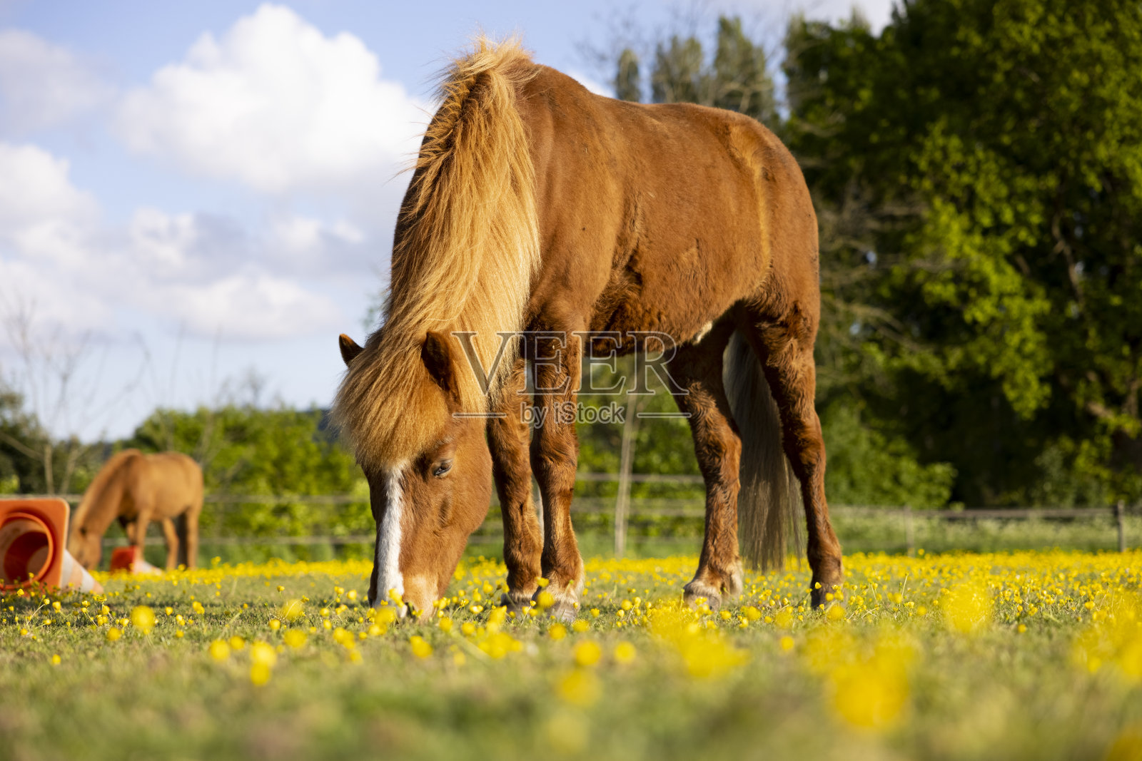 冰岛马吃草和黄花日落傍晚照片摄影图片