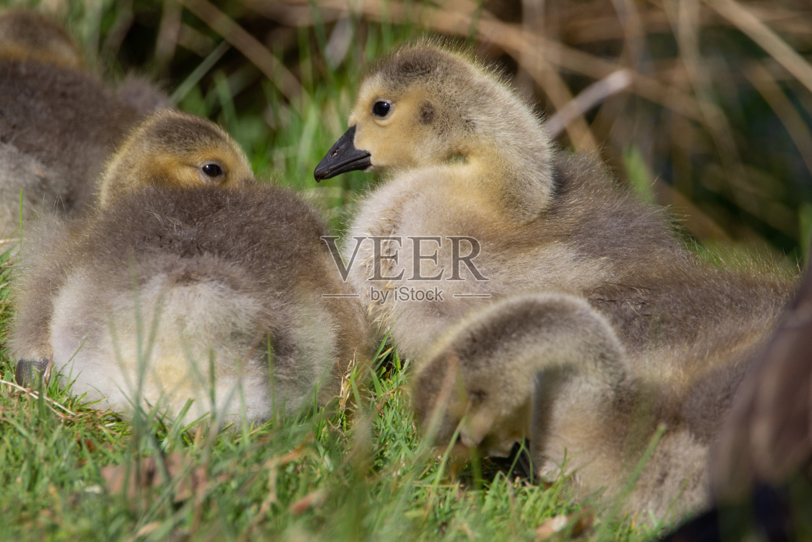 黑额黑雁幼鹅照片摄影图片