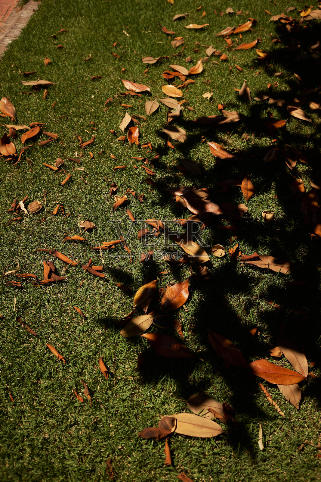 绿色草地上的干木兰叶照片摄影图片