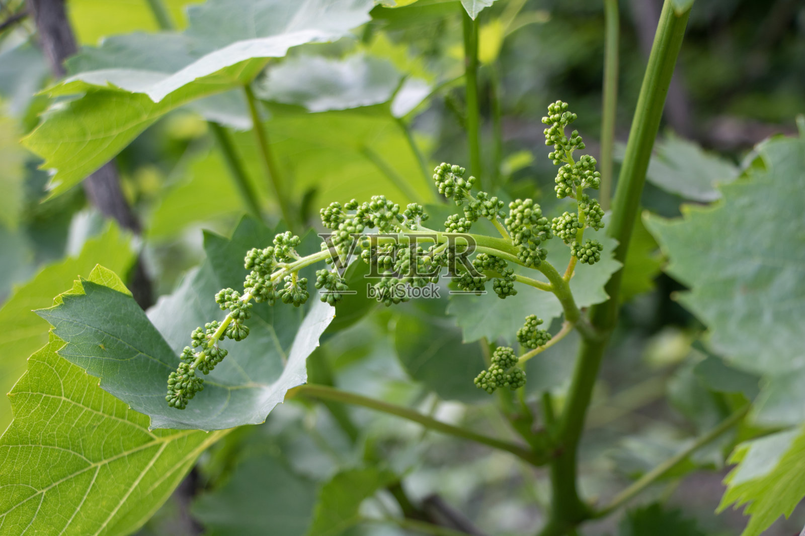 葡萄藤在初夏开花-美丽的叶子后面照片摄影图片