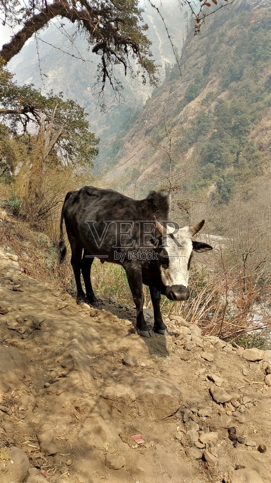 尼泊尔Langtang公园的一头牛照片摄影图片