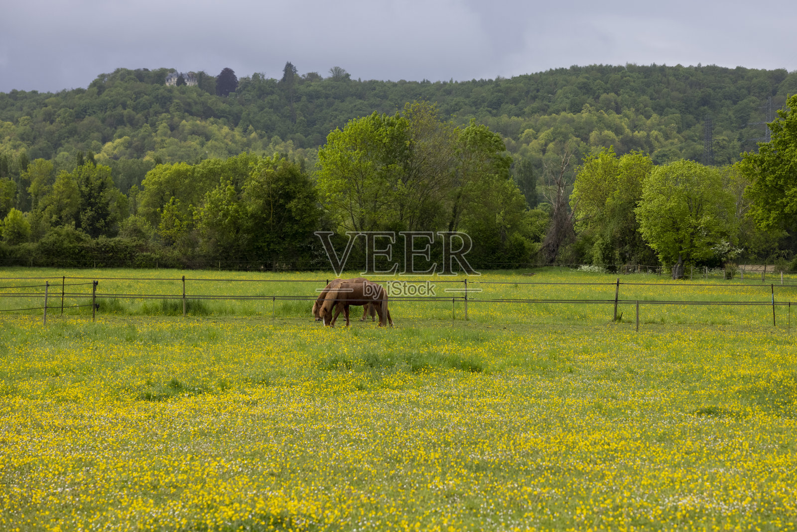 开着黄色花朵的冰岛草上的马照片摄影图片