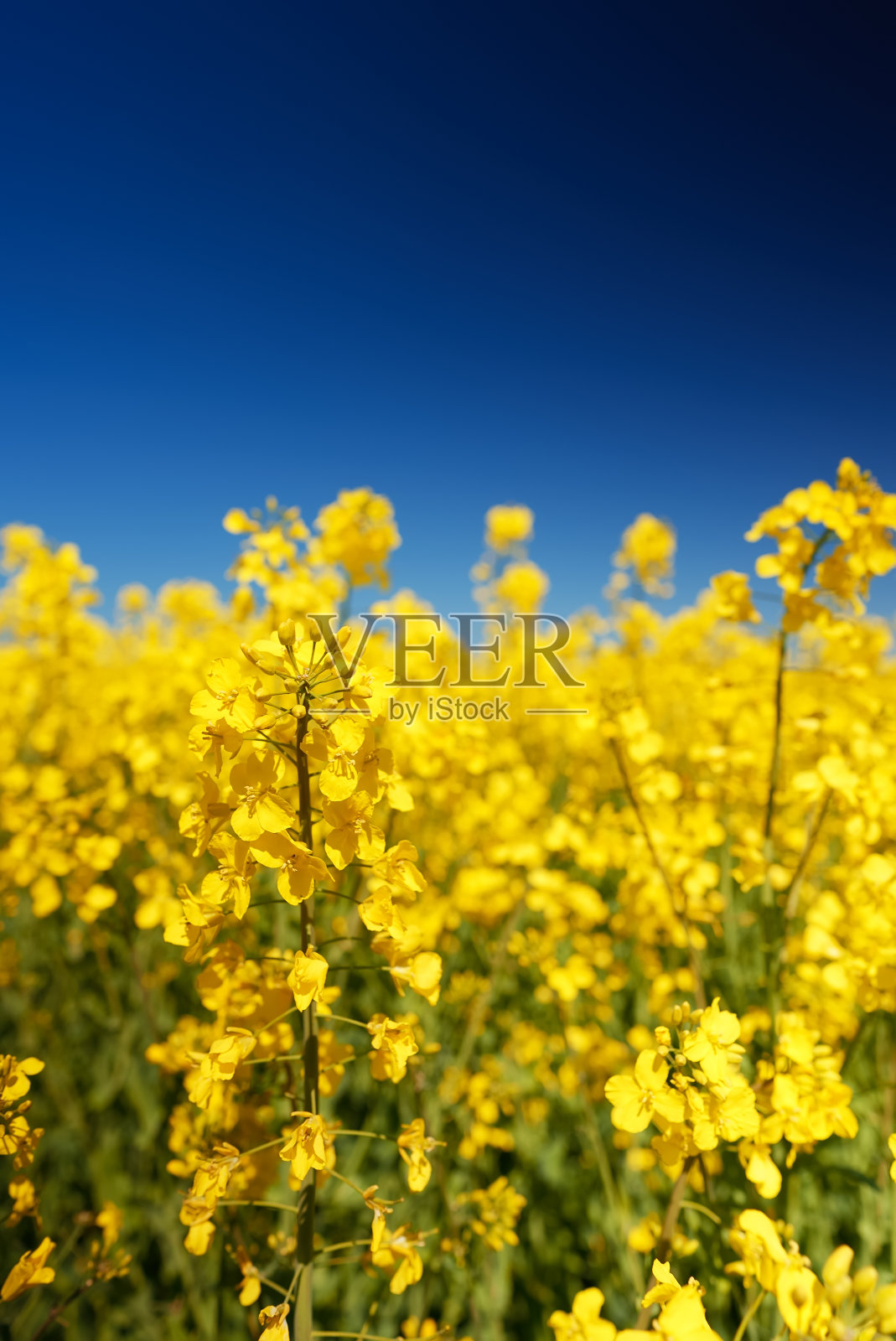 早夏时节的油菜地。照片摄影图片