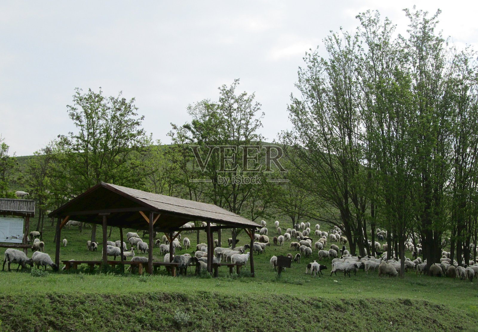 塞尔维亚洛克,绵羊在绿色的山丘上吃草照片摄影图片