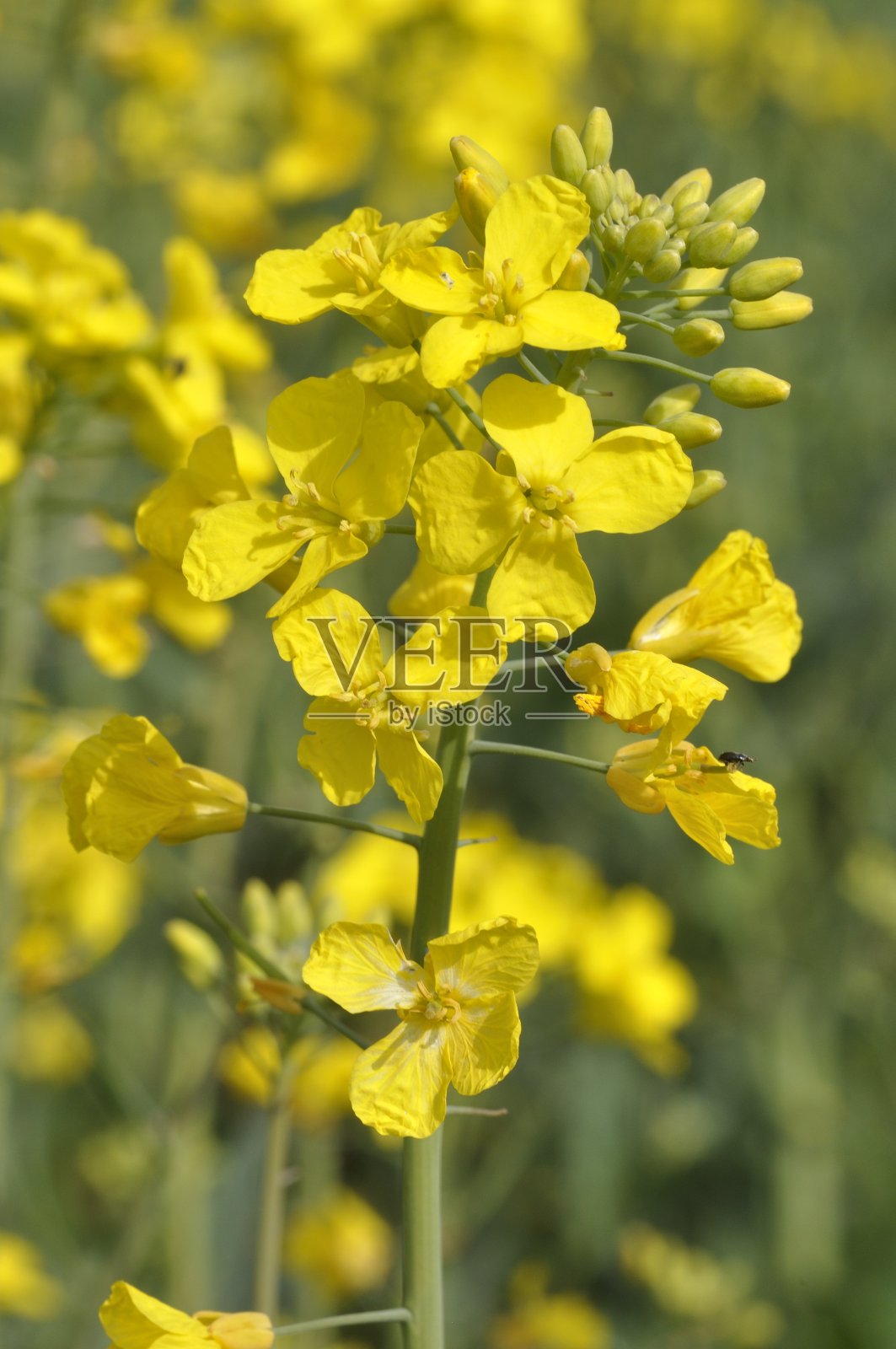 布列塔尼的一片油菜田照片摄影图片