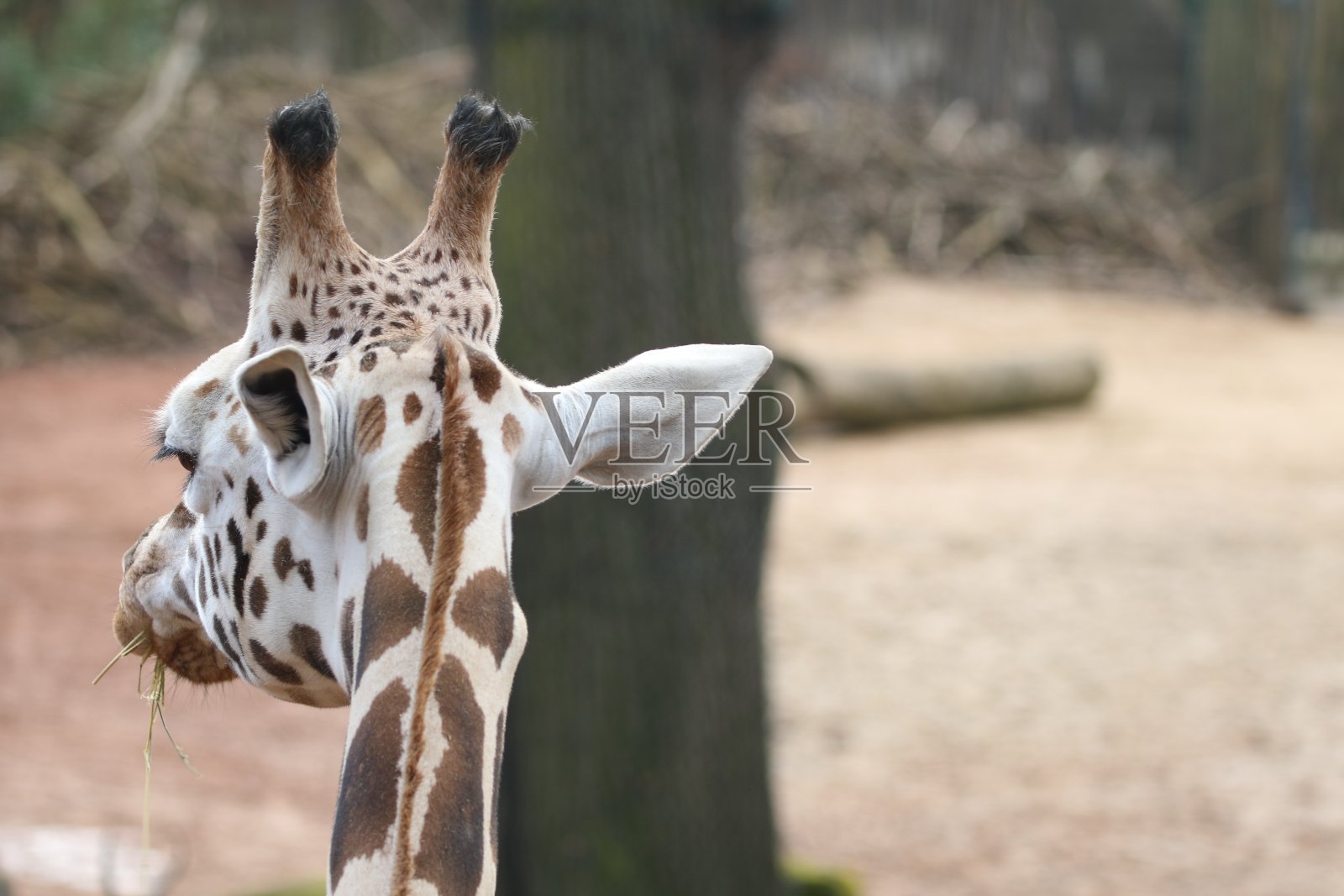 近距离观察长颈鹿照片摄影图片