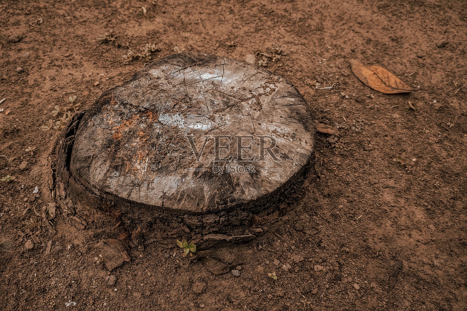 被砍倒的树的底部照片摄影图片