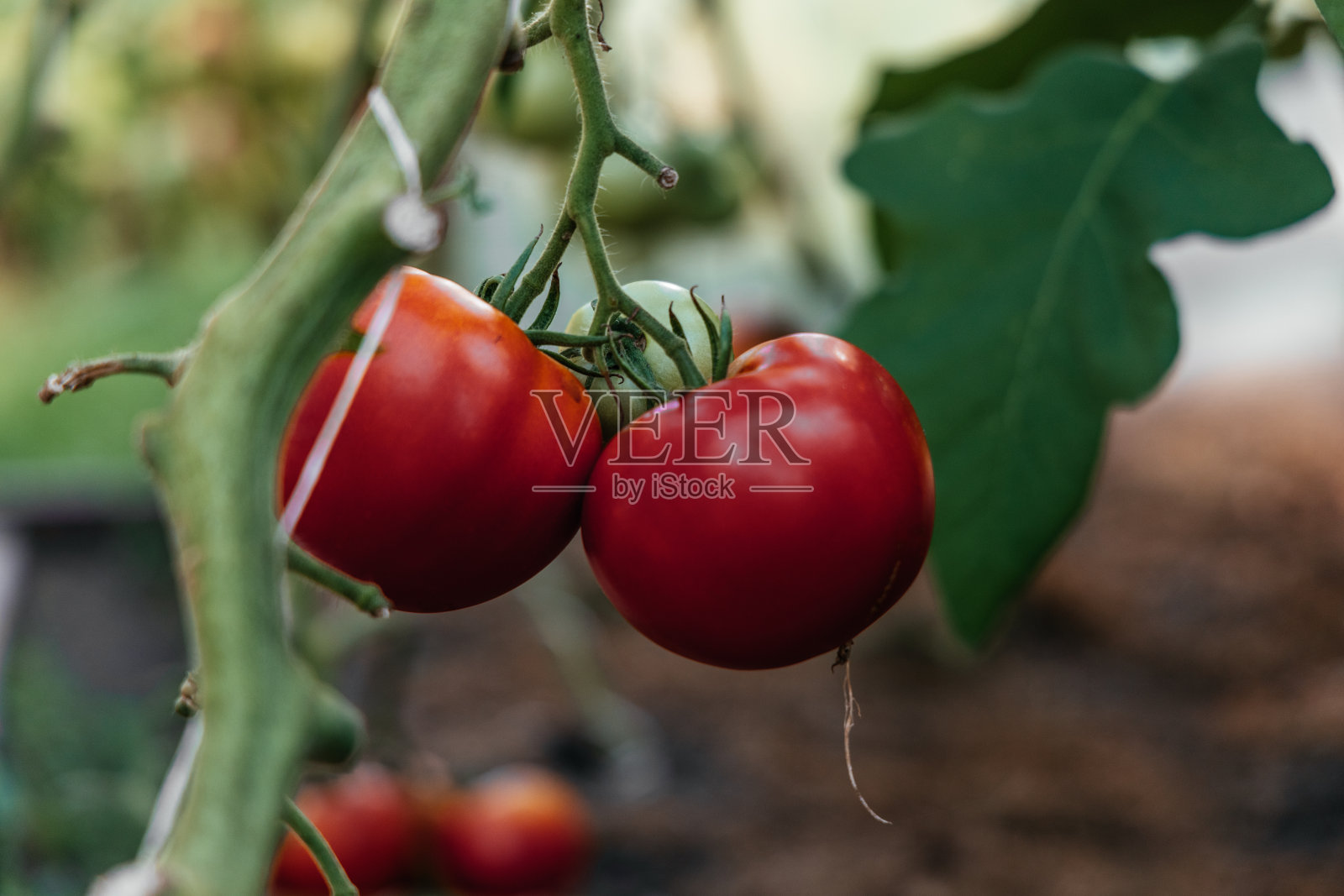 番茄在温室的树枝上。农场照片摄影图片