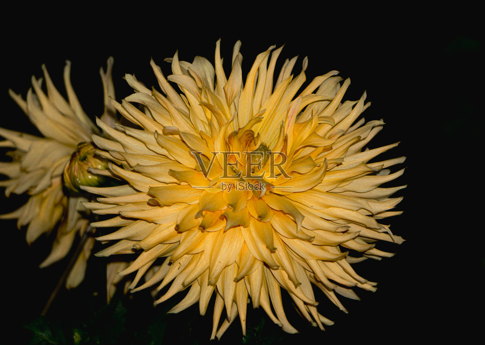 黑色背景下的黄花特写镜头照片摄影图片