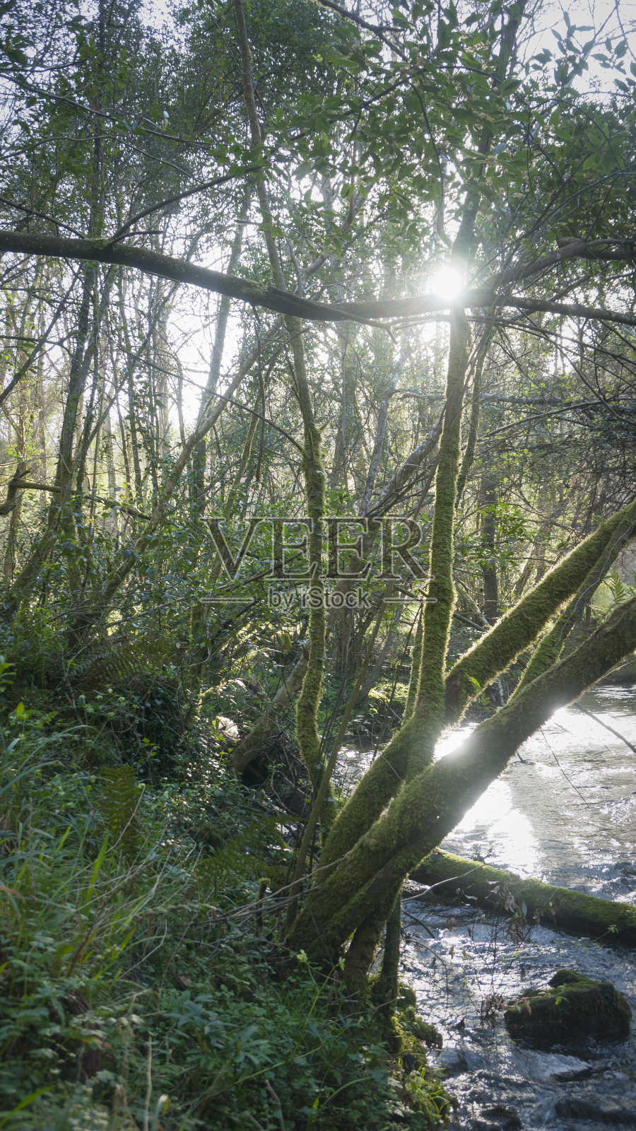 绿林溪流照片摄影图片