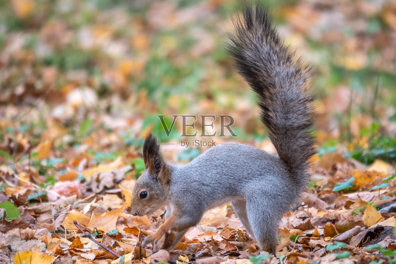 秋天的松鼠把坚果藏在枯黄落叶的绿草地上照片摄影图片