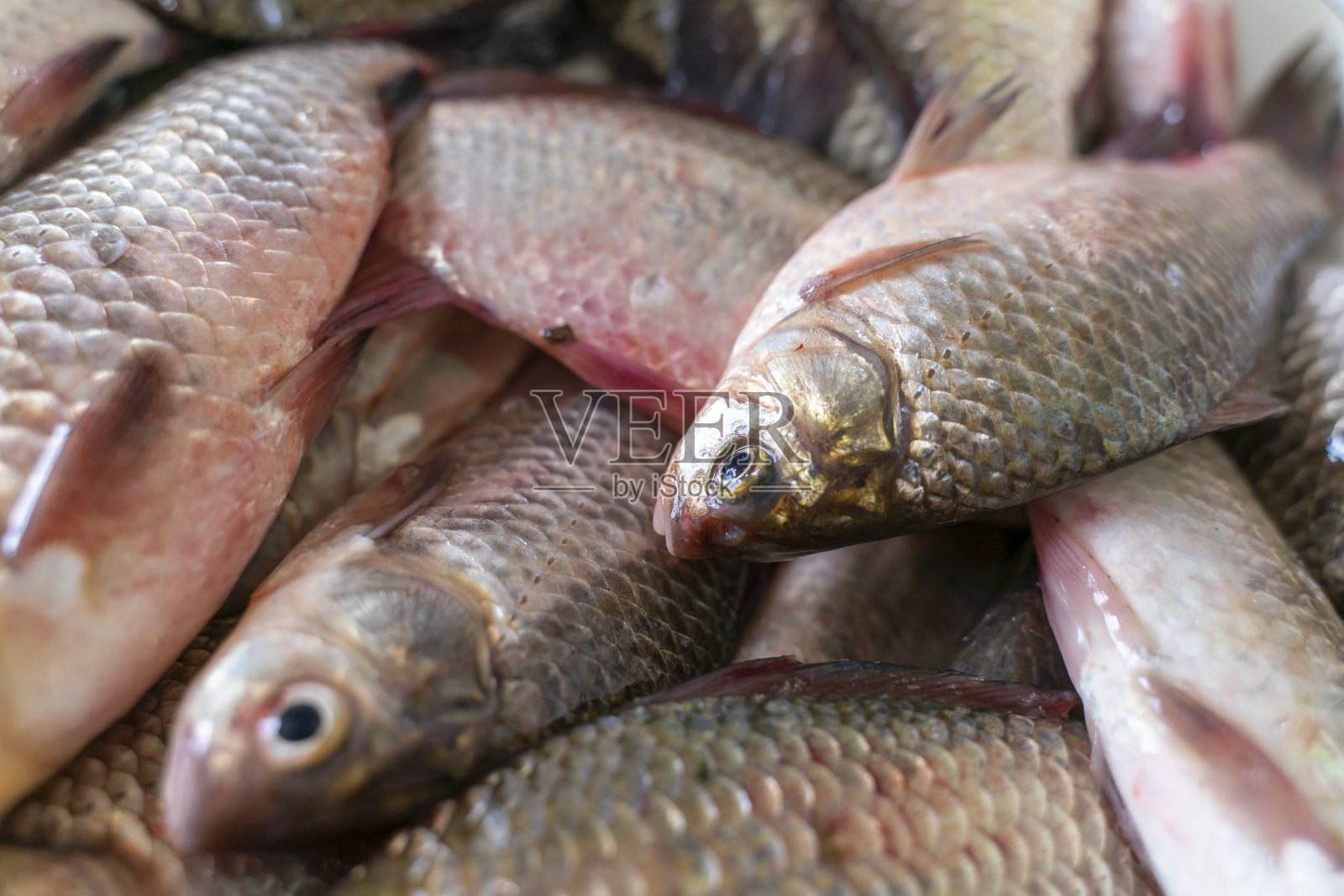 很多新鲜的鲫鱼照片摄影图片