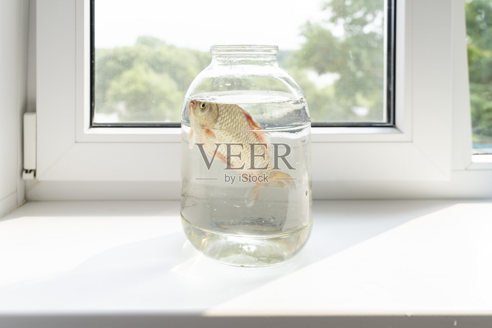 窗户上的玻璃瓶里装着活鲫鱼照片摄影图片
