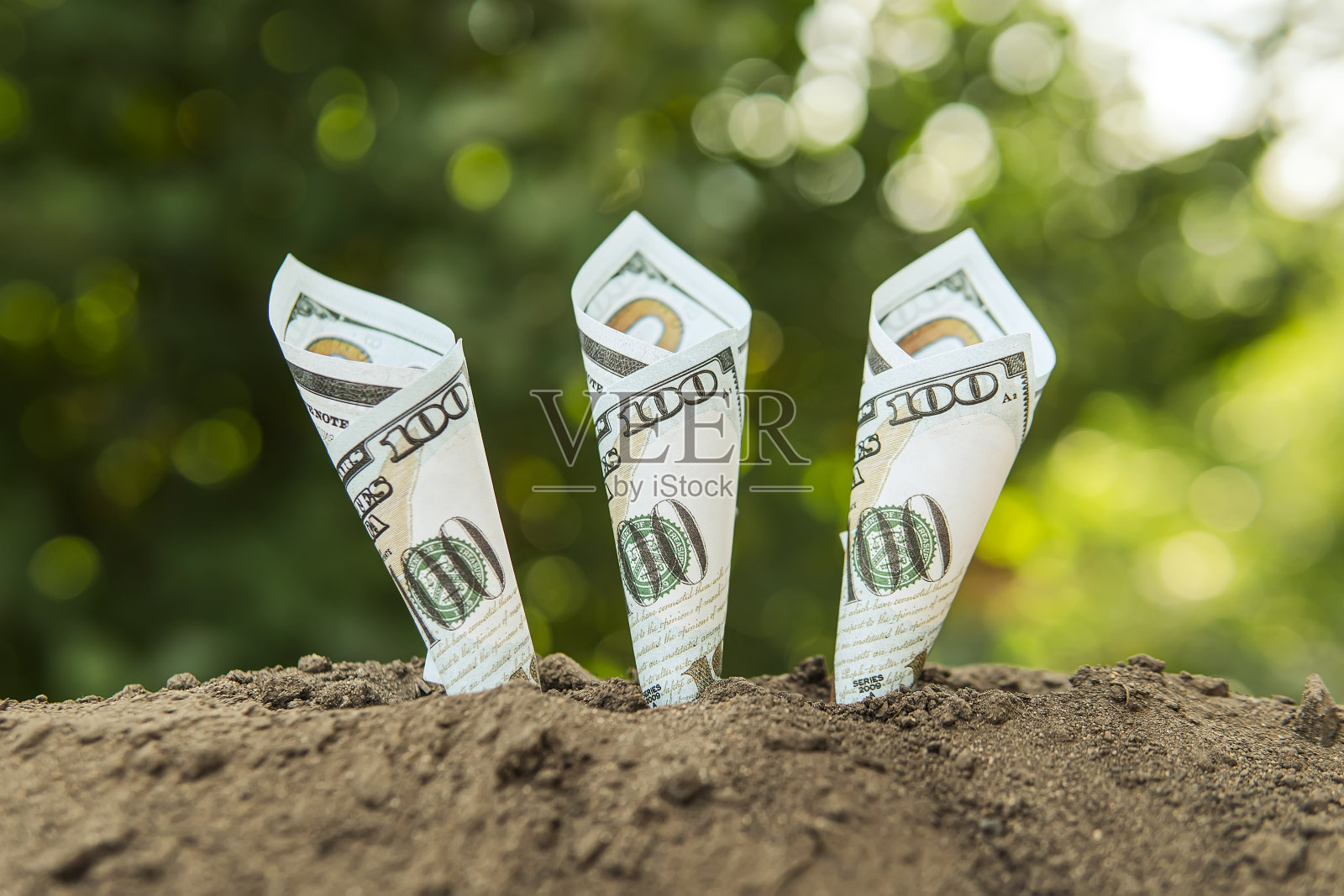 100美元钞票在土壤中生长。有利可图的生态。在生态产品收益。有利可图的作物生产照片摄影图片