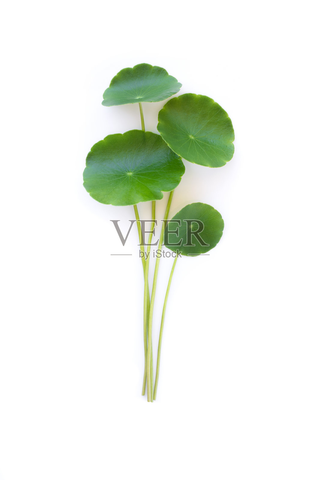 积雪草叶(古图科拉叶)分离上白色照片摄影图片