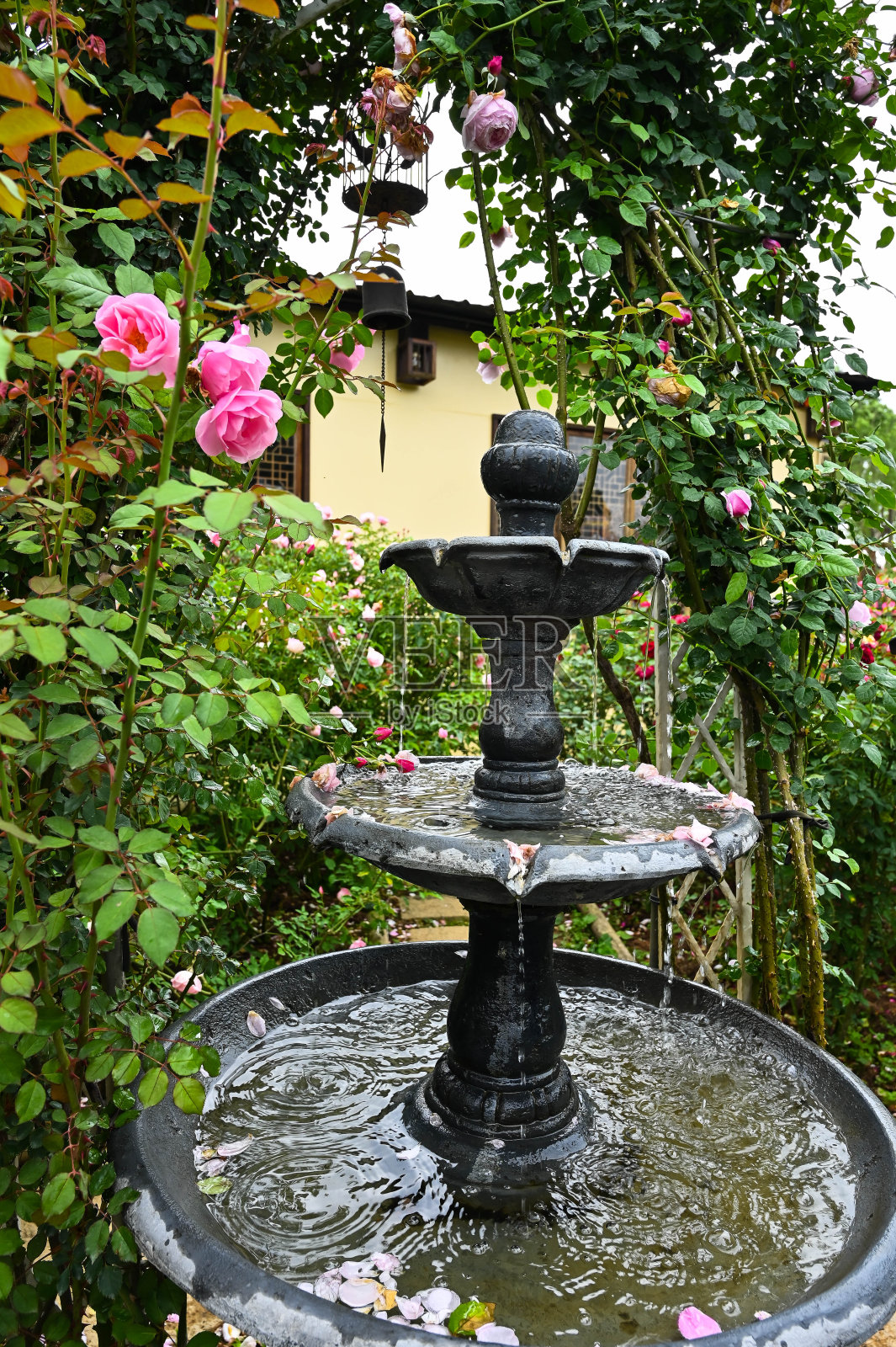 玫瑰花园的喷泉。照片摄影图片