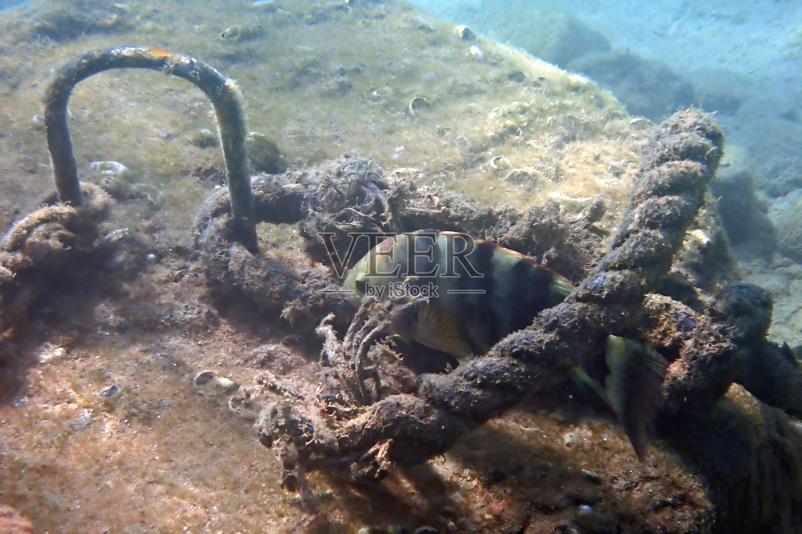 中东西奈半岛,珊瑚礁附近红海的污染照片摄影图片