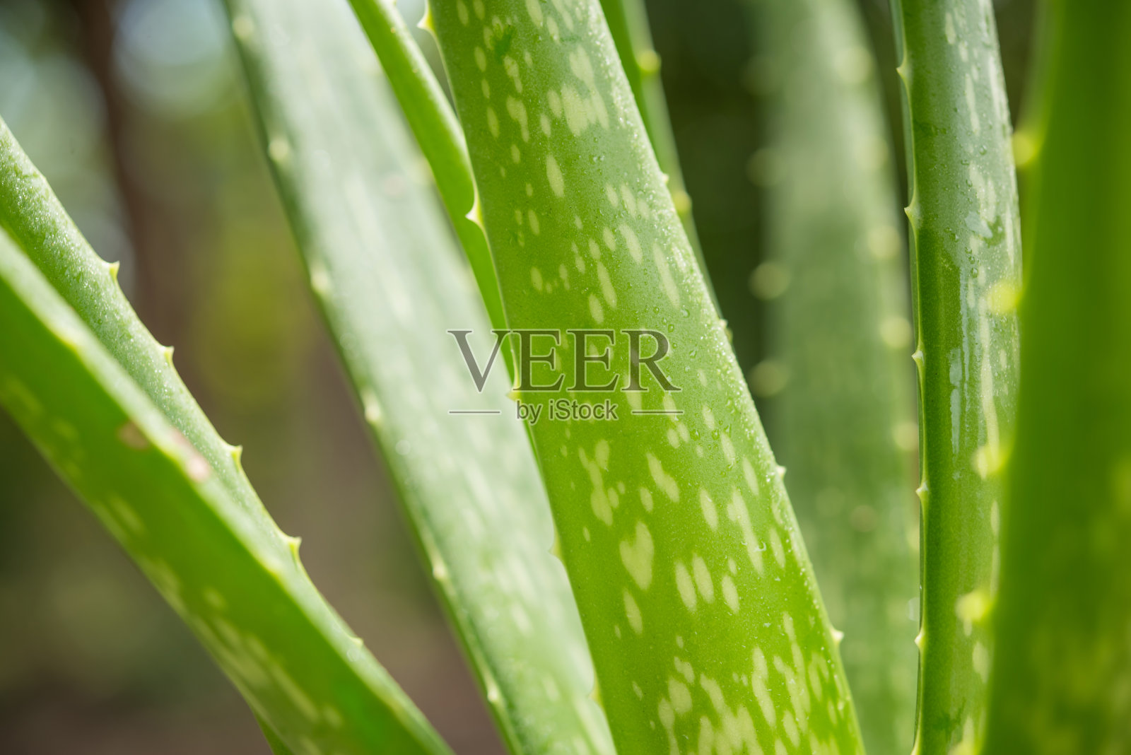 芦荟是一种耐高温的热带绿色植物。绿叶、芦荟的特写。芦荟是一种非常有用的草药,用于皮肤护理和头发护理,可以用作治疗。照片摄影图片