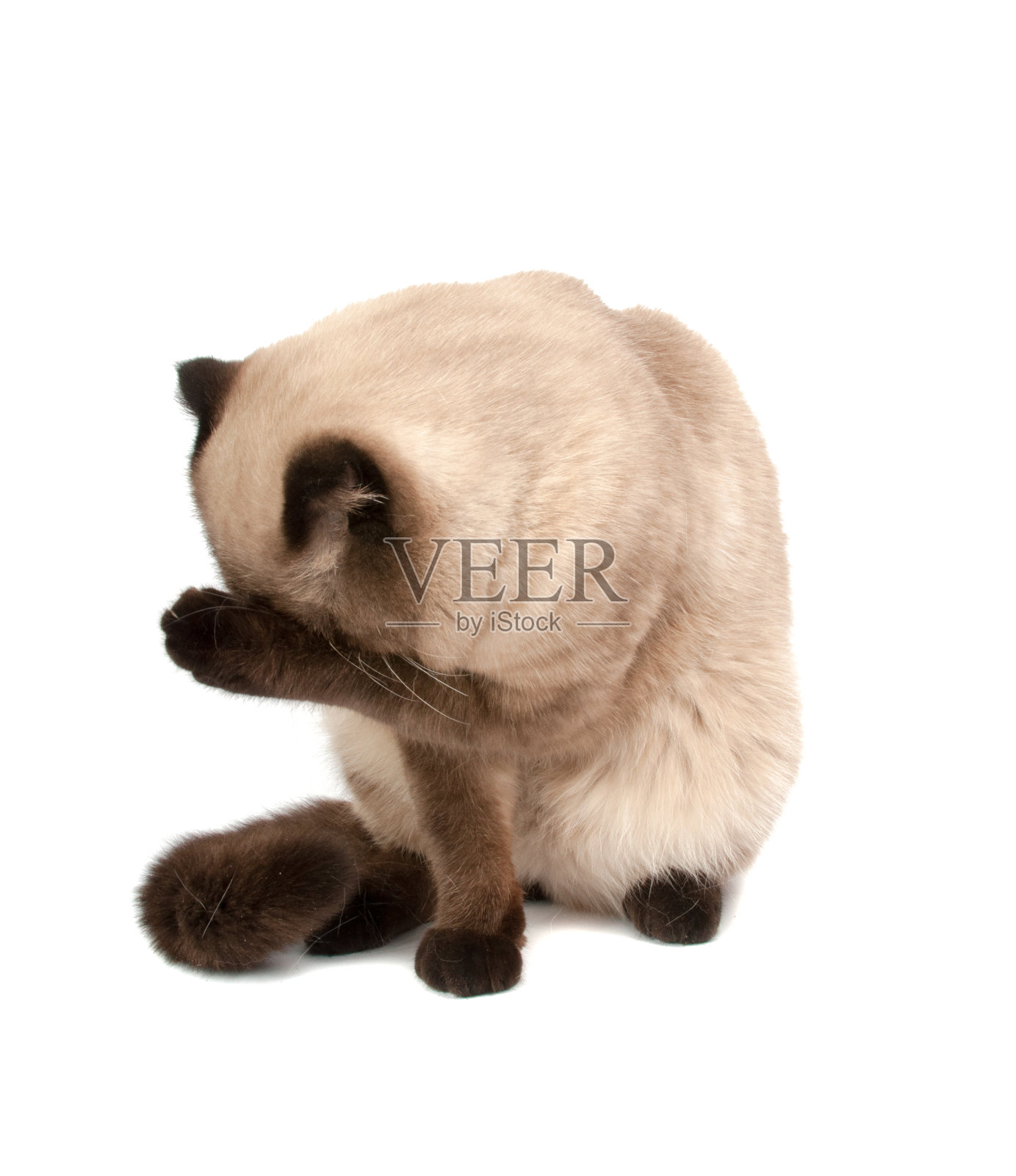 苏格兰褐折猫在白色照片摄影图片