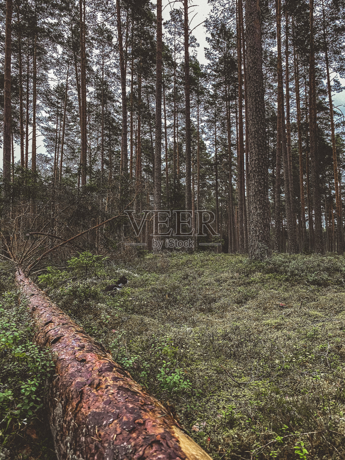松树林中青苔上的松树树干在一场暴风雨中折断了。雨后的森林。照片摄影图片