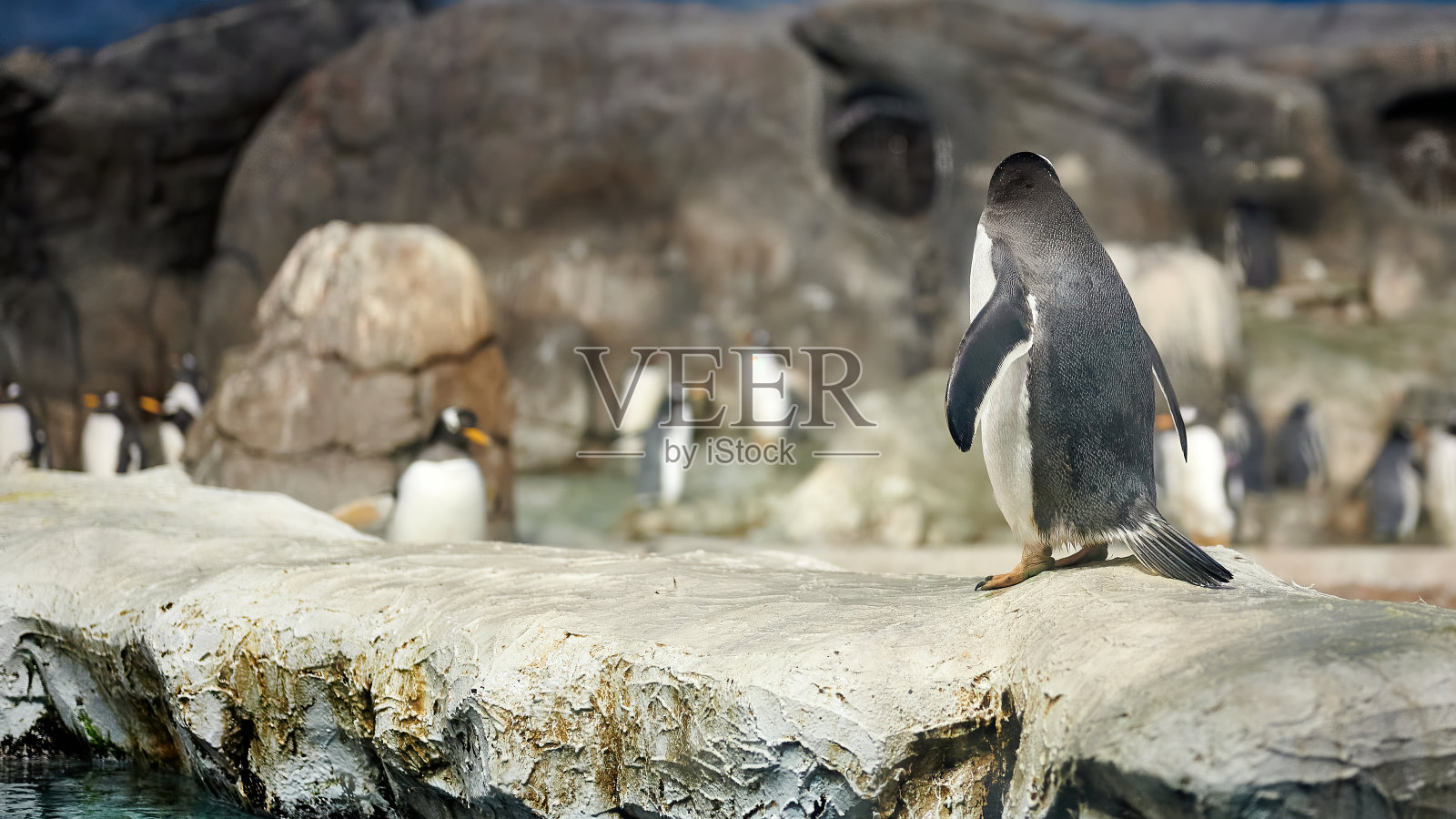 巴布亚企鹅(巴布亚巴布亚企鹅),喙和腿为橙色照片摄影图片