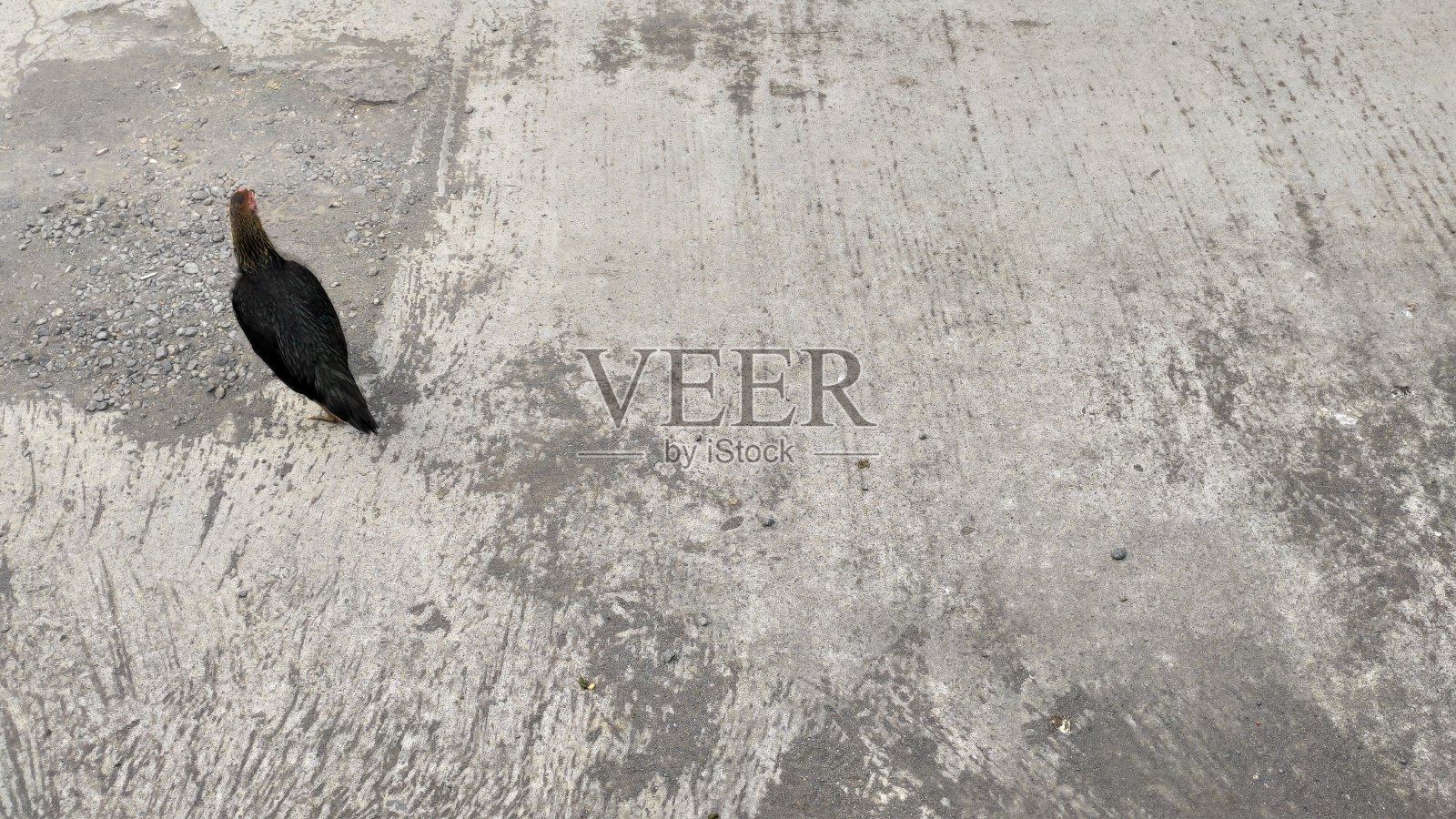 一只鸡在马路上照片摄影图片