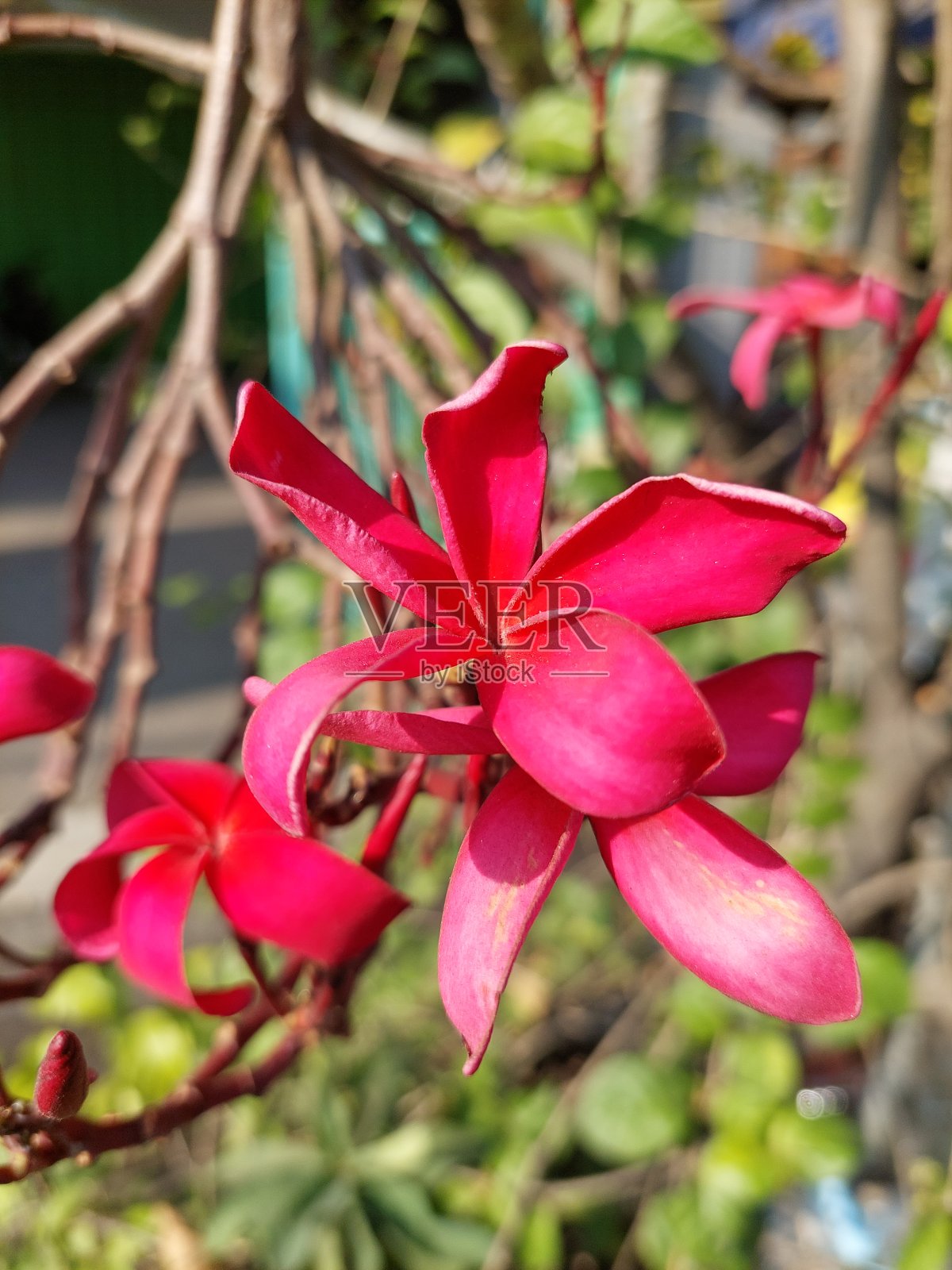 红色柬埔寨照片摄影图片