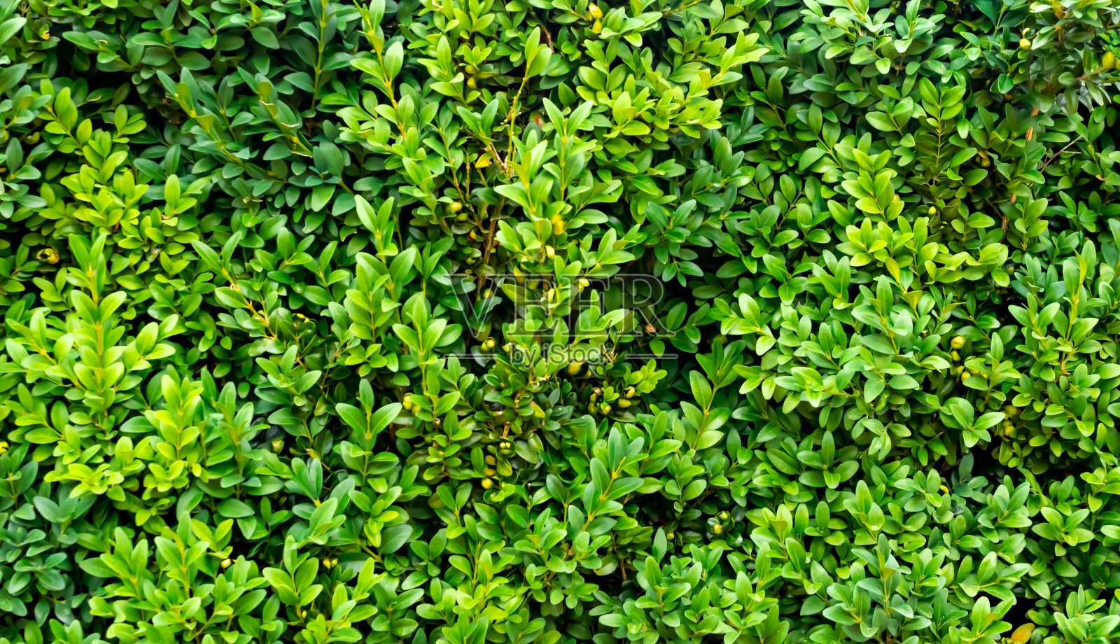 绿色黄杨木细枝可见的细节。背景或纹理照片摄影图片