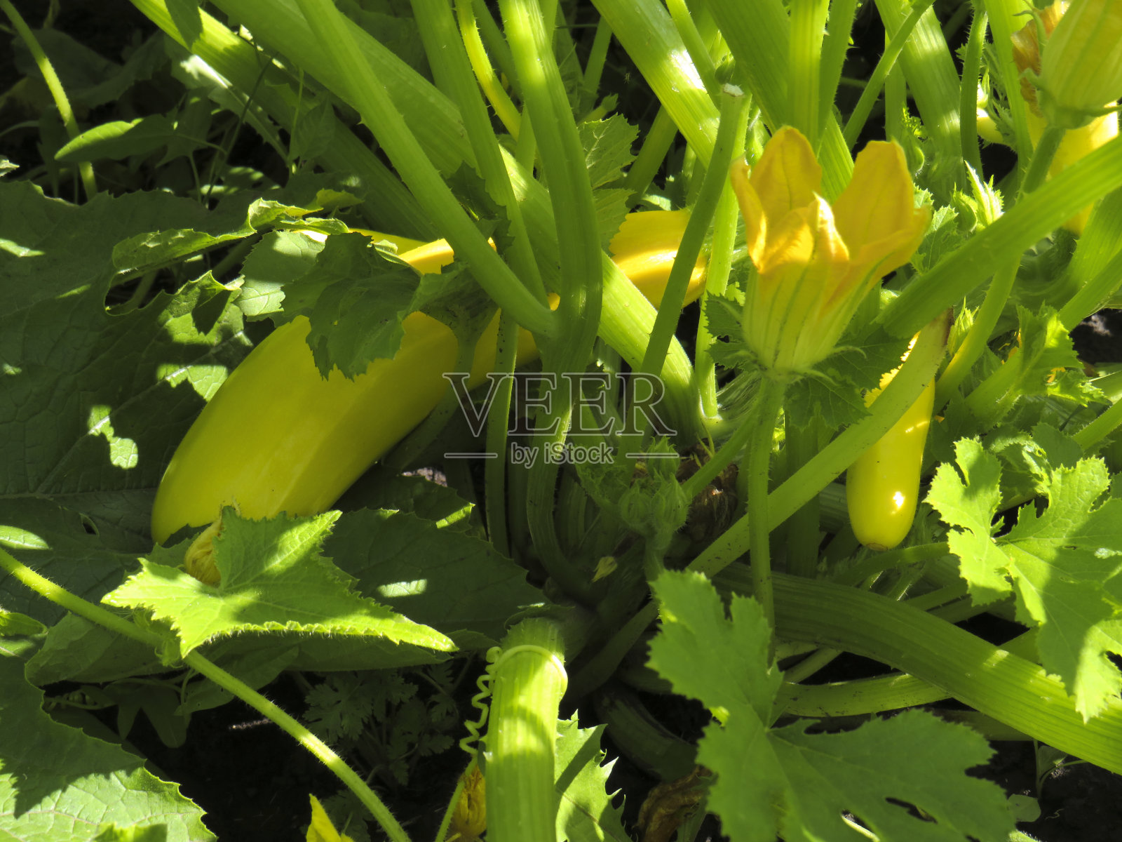 绿色的西葫芦果实在花园里照片摄影图片