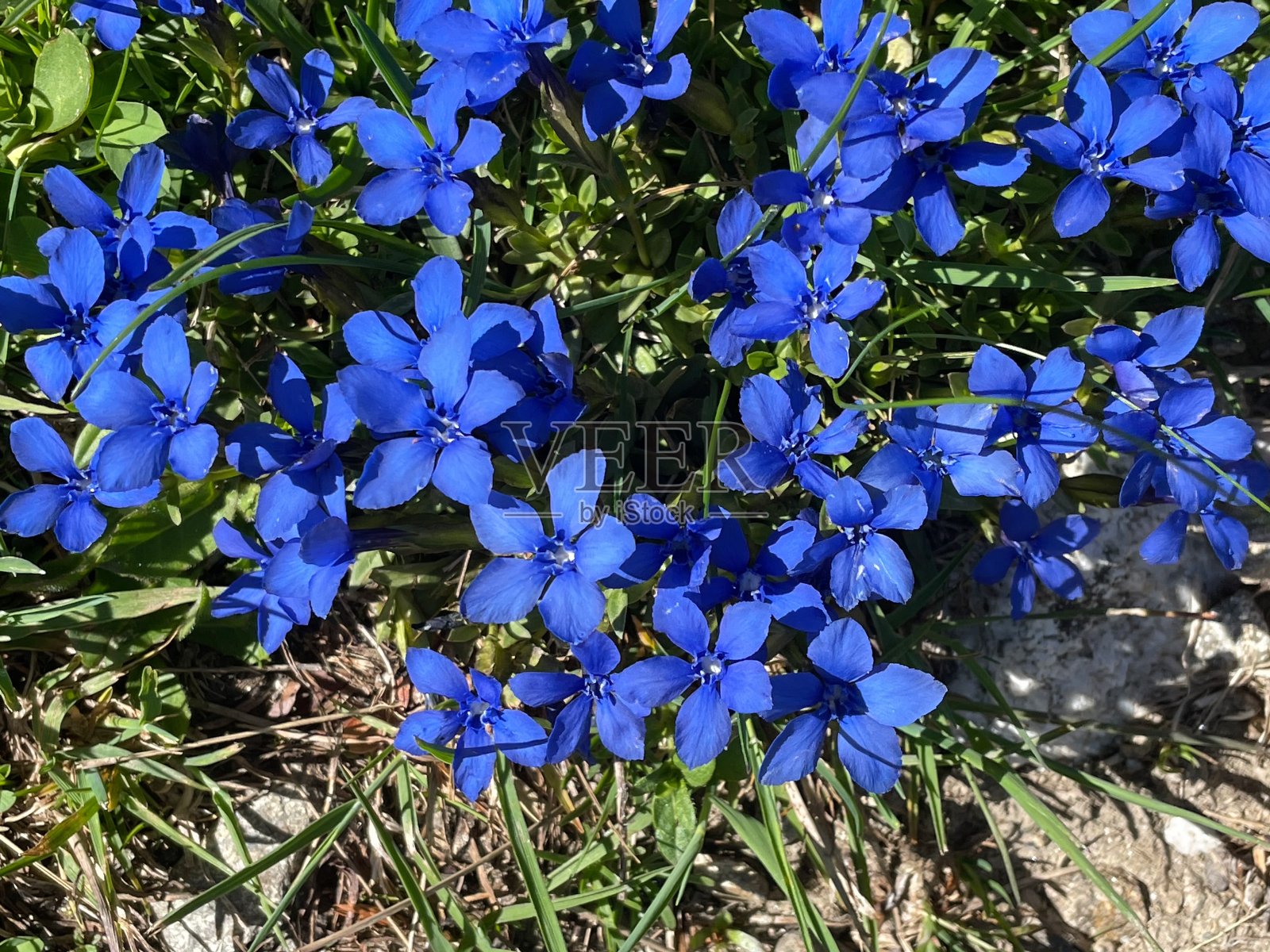 Gentianne春天照片摄影图片