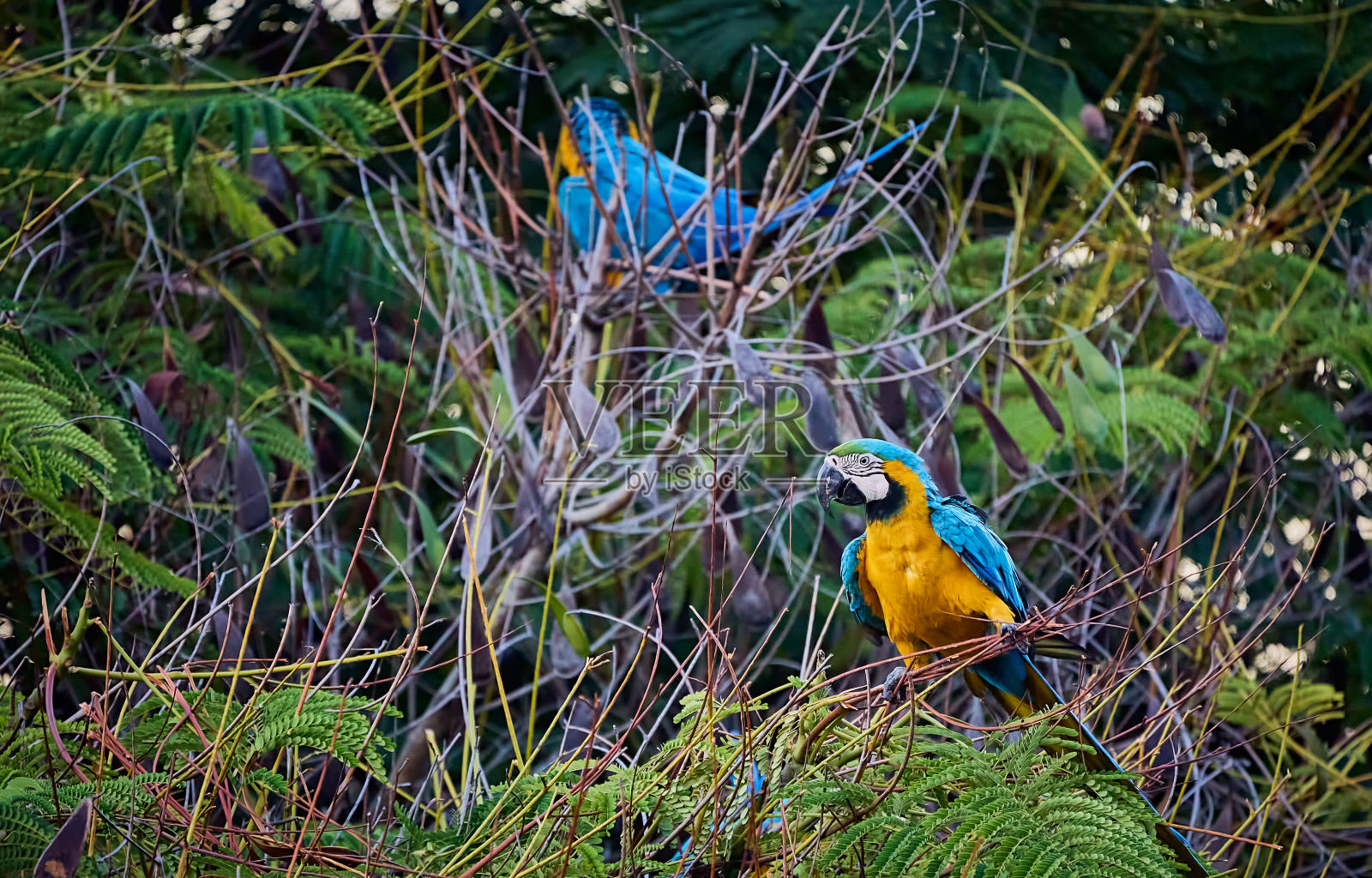 五颜六色的鹦鹉通常被称为Guacamayas,它们在树枝上吃种子照片摄影图片