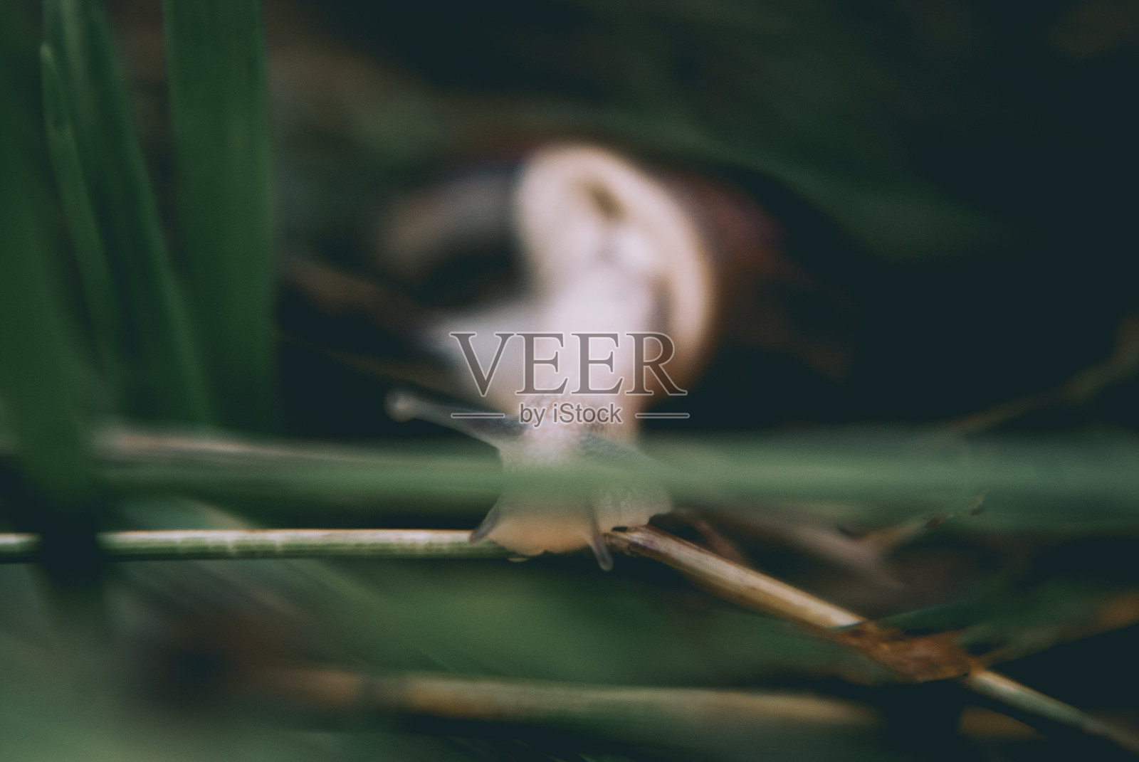 草地上一只小蜗牛的特写照片摄影图片