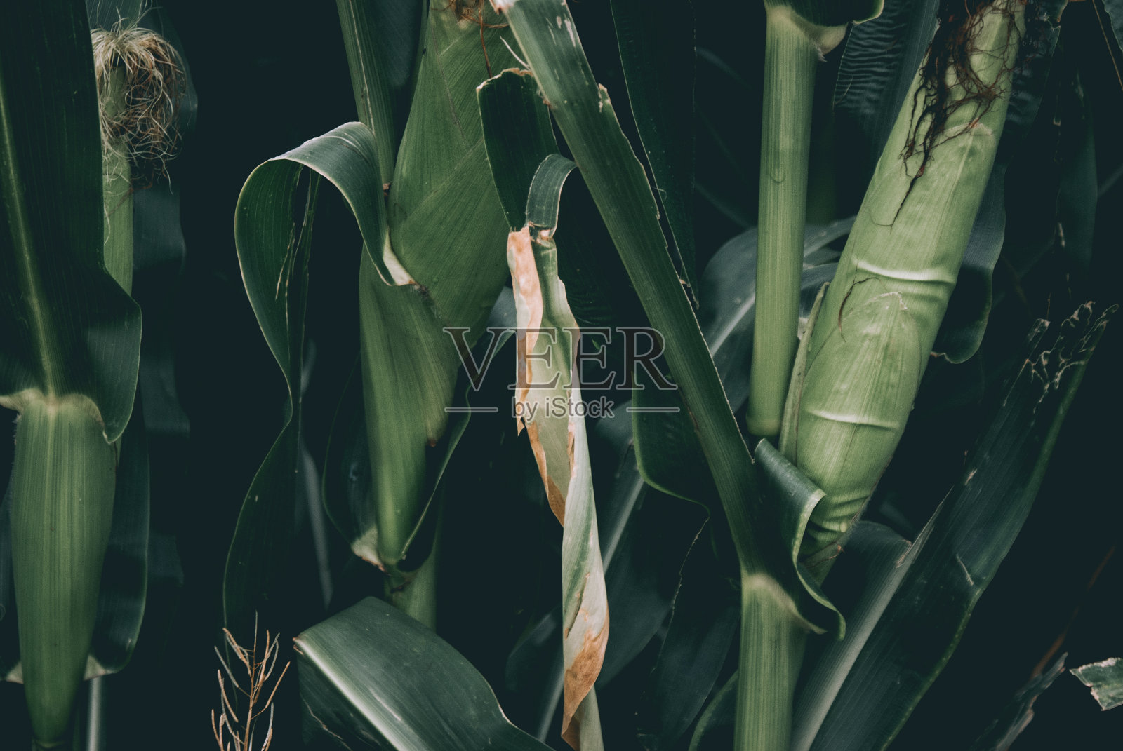 玉米秸秆和叶子在晚上的特写照片摄影图片