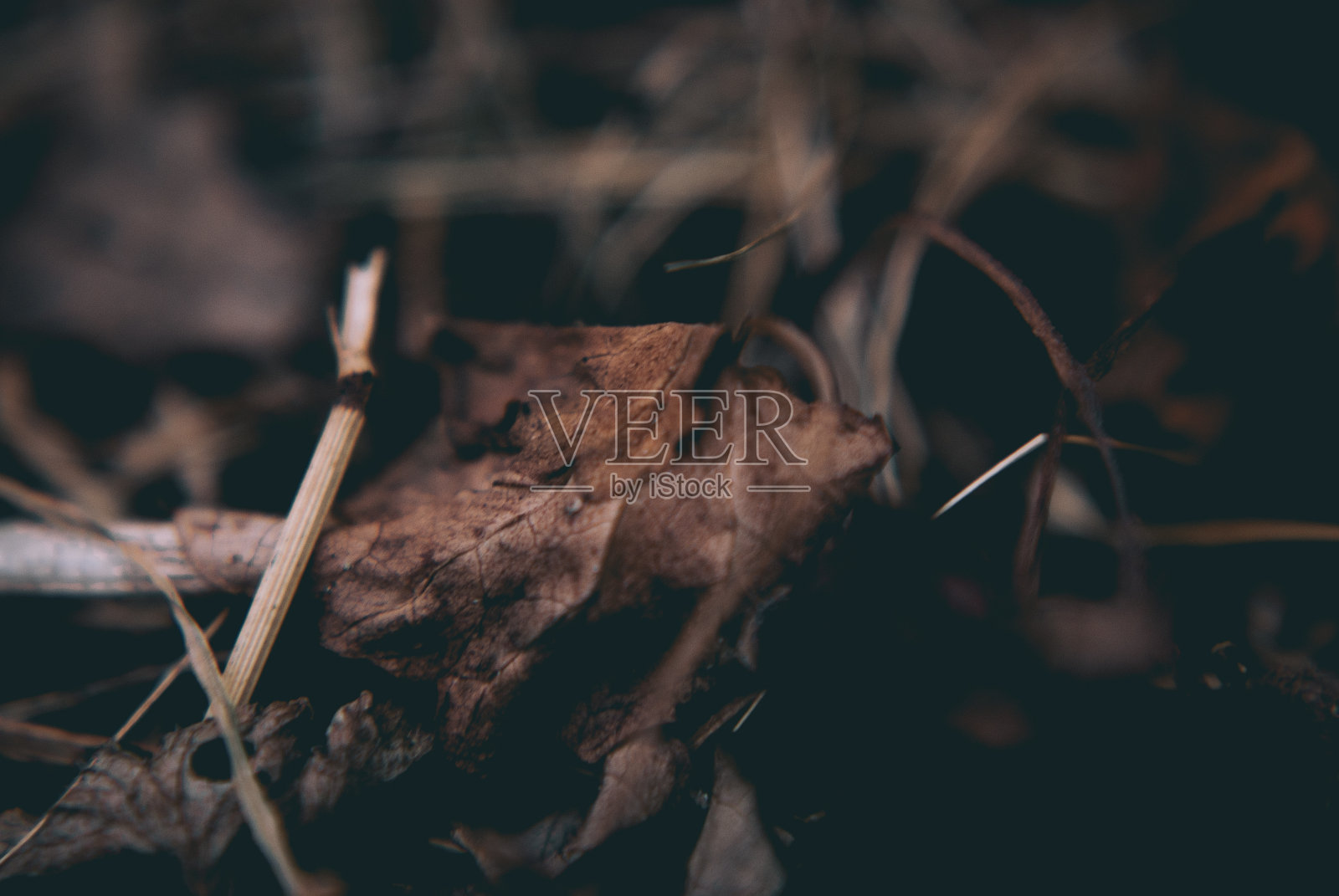 贴近地面上一片枯萎的草地照片摄影图片