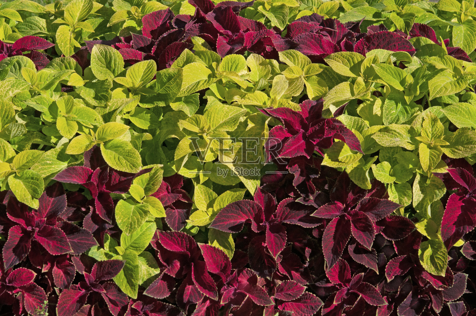 鲜艳的绿色和紫色的彩色花朵聚集在花园里照片摄影图片