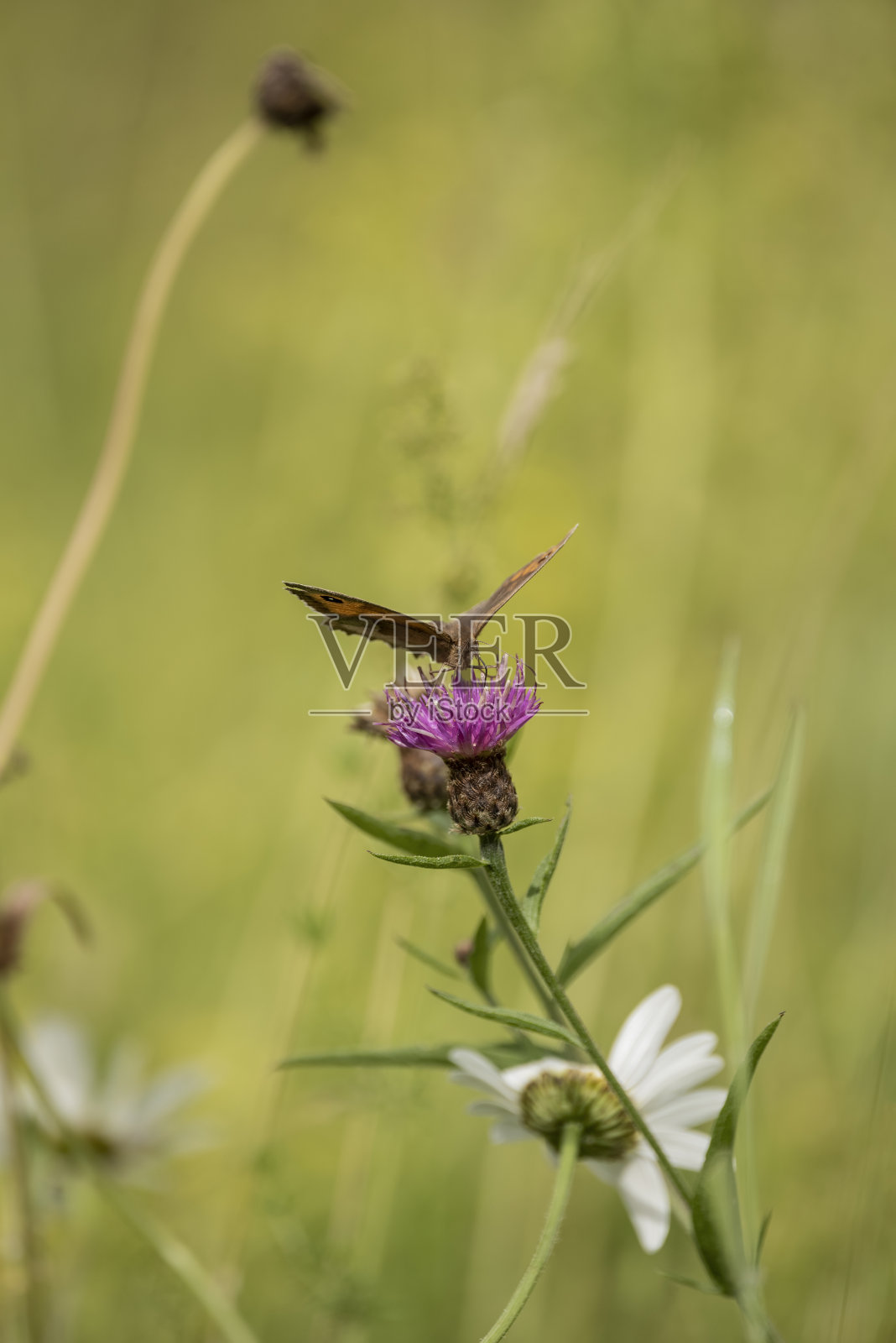 美丽而充满活力的形象,守门人Pyronia Tithonus在夏季的野花草地上照片摄影图片