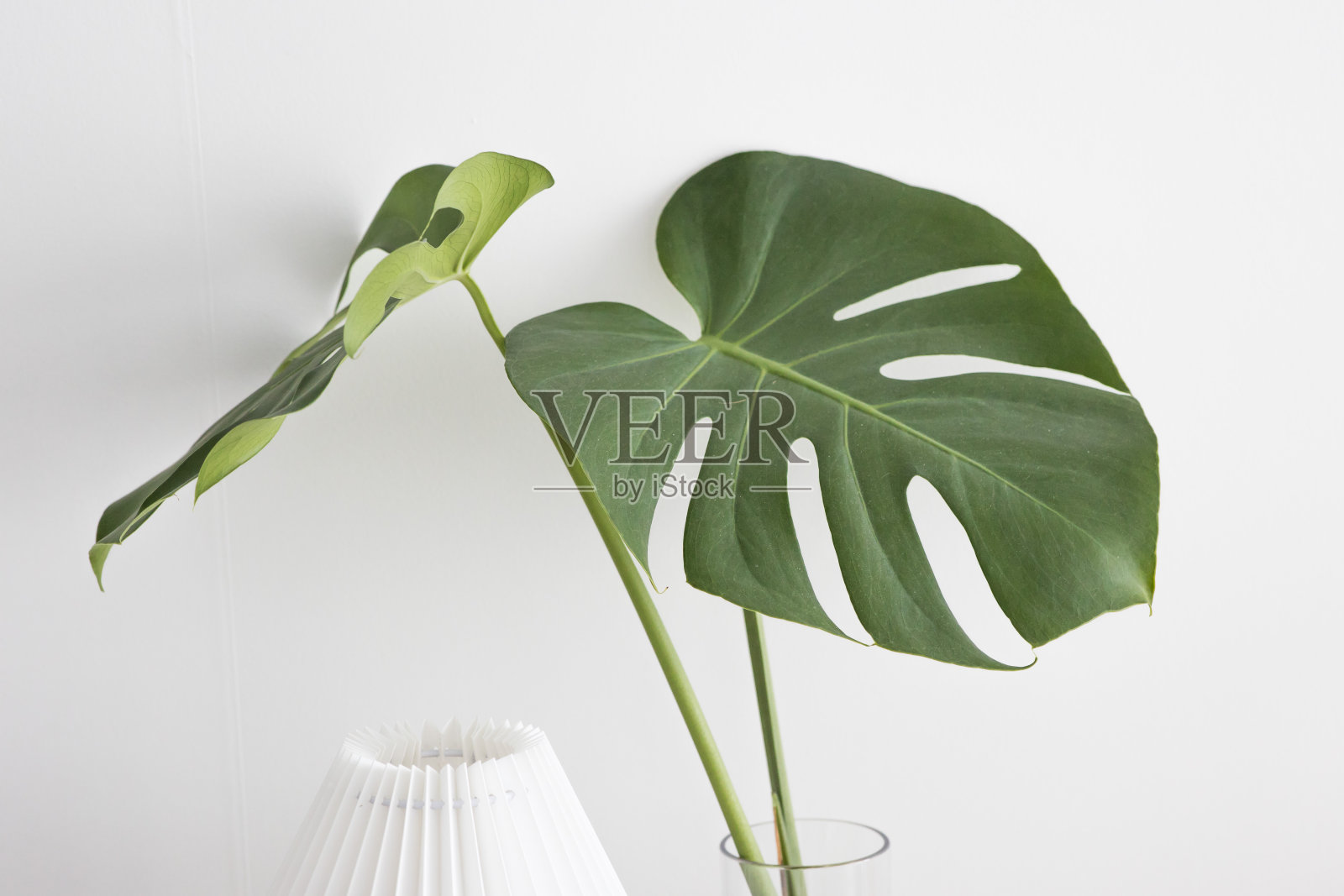 蓬莱蕉树叶。白色背景上的奇异植物叶子。照片摄影图片