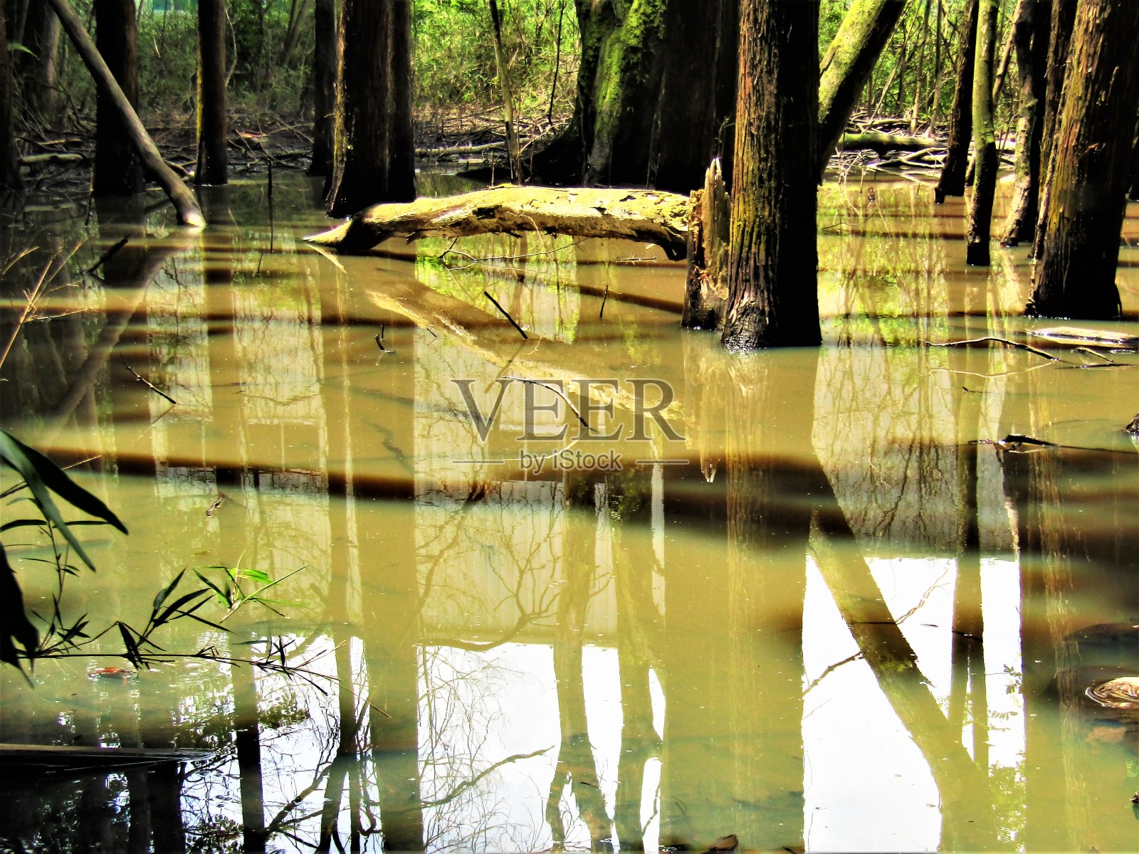 日本。6月。漂亮的晴天。森林里的沼泽。反射。照片摄影图片