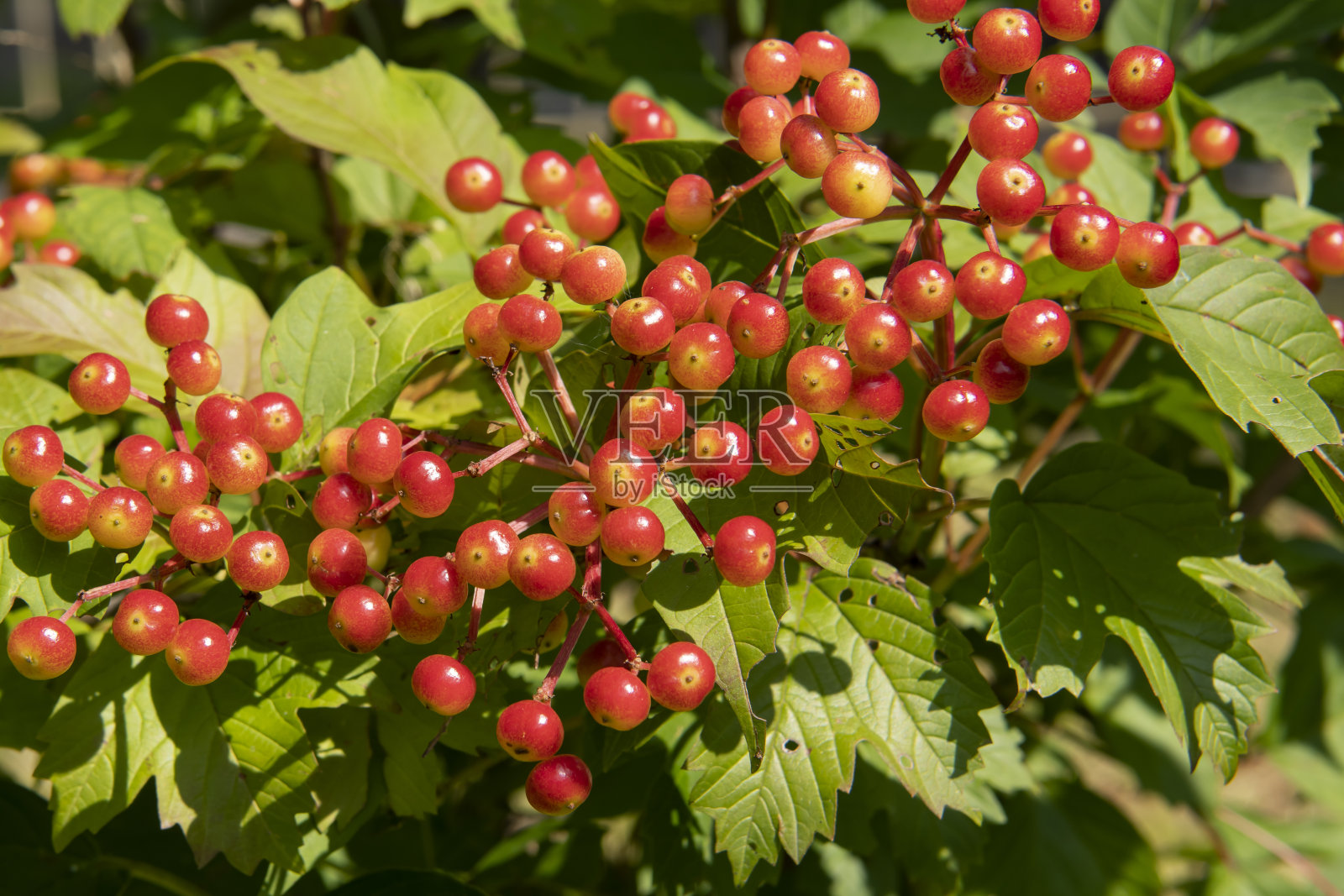 树枝上的红色荚蒾浆果照片摄影图片