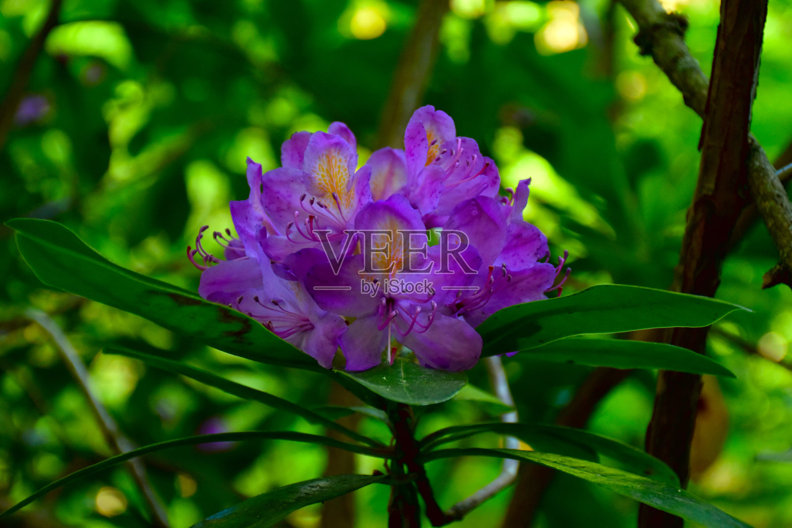 热带花卉照片摄影图片