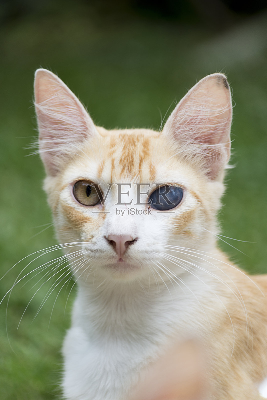 一只蓝色眼睛和另一只不同的可爱的猫。绿色的自然背景。照片摄影图片