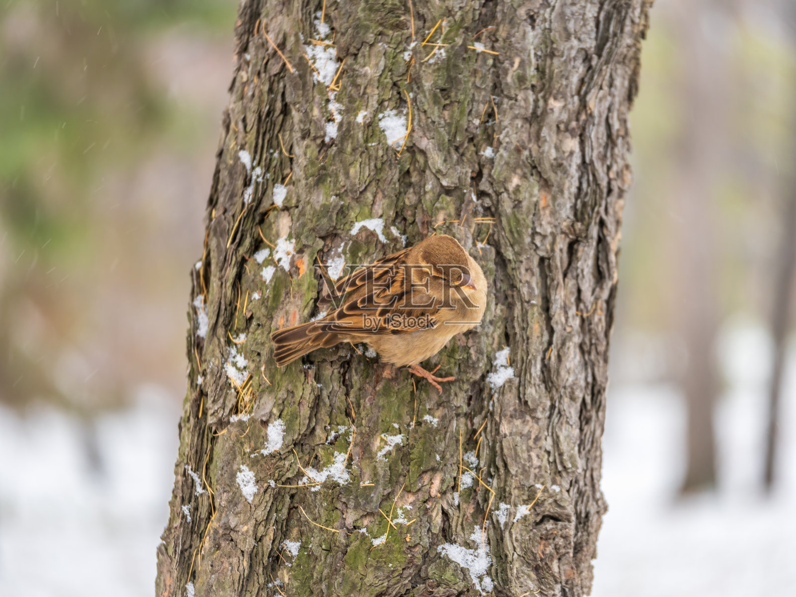 麻雀坐在没有叶子的树枝上。照片摄影图片
