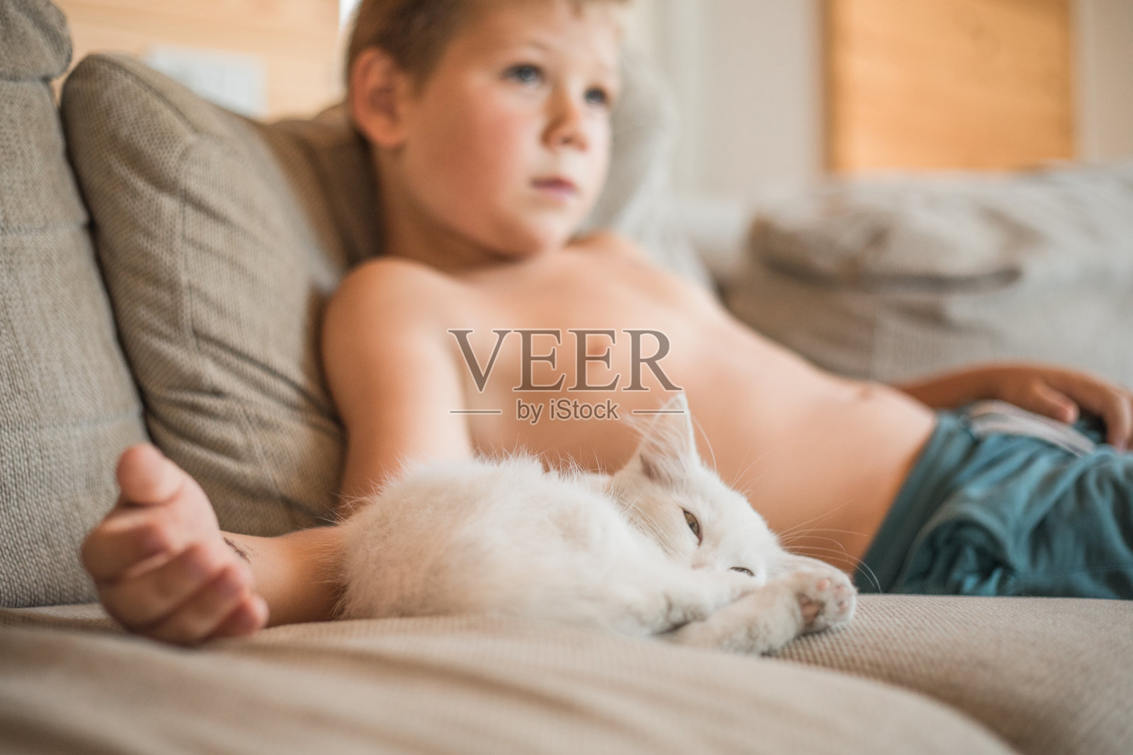 孩子在和小猫玩。孩子抱着白猫。小男孩依偎着可爱的宠物动物坐在阳光明媚的客厅沙发上。孩子们玩宠物照片摄影图片