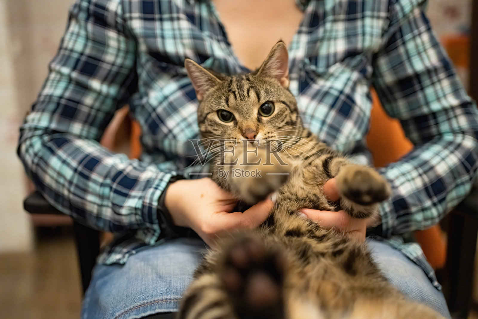 美丽的虎斑猫在女主人的手中照片摄影图片